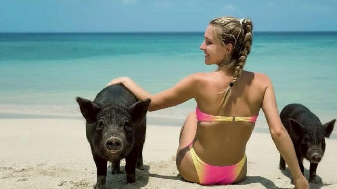 Samui Island Expedition: Viewpoints, Elephants & Pig Island