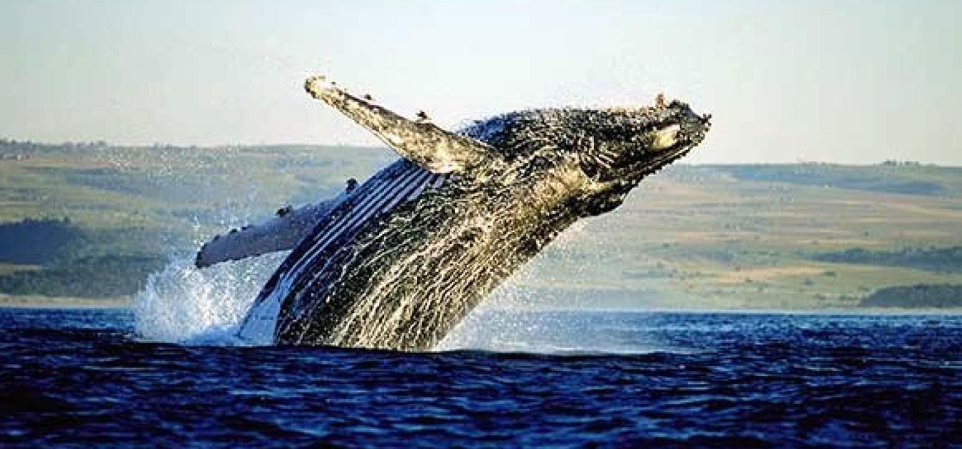 Hermanus Whale Watching & Wine Country Experience