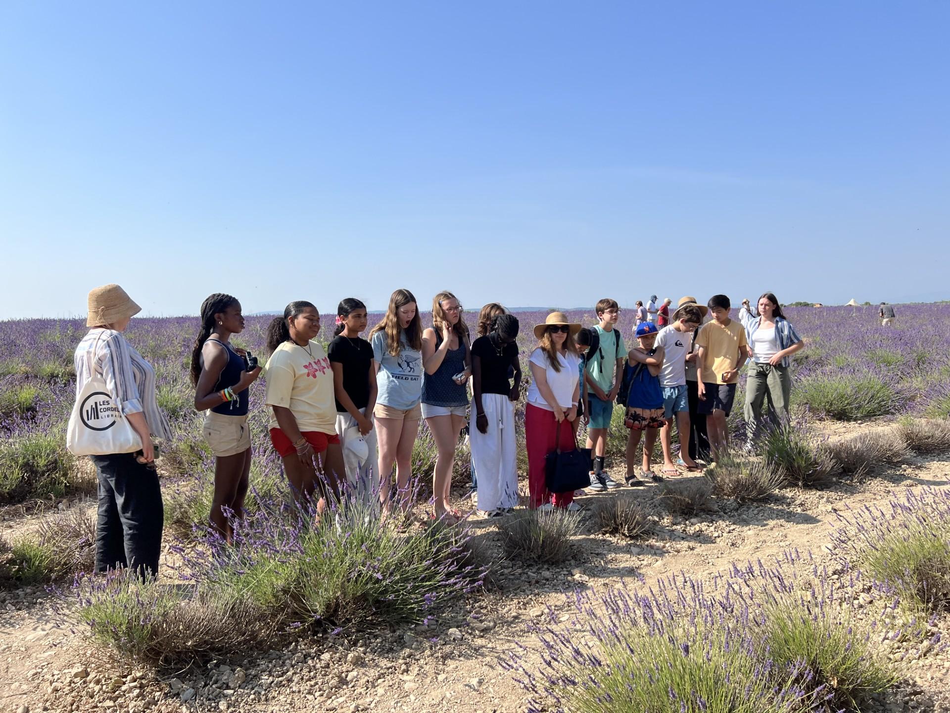 Valensole lavender fields in Provence — guided lavender tour photo 4