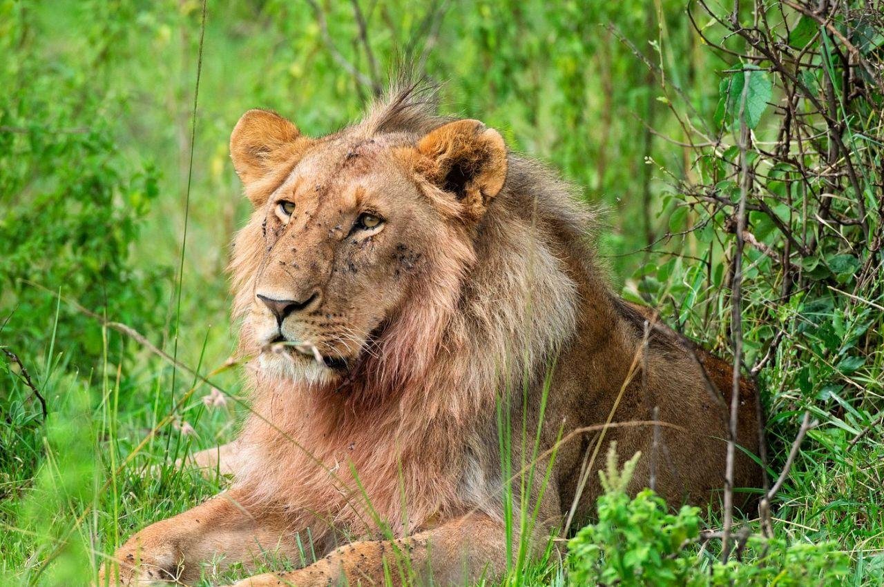 3-Day Maasai Mara Shared Jeep Safari from Nairobi