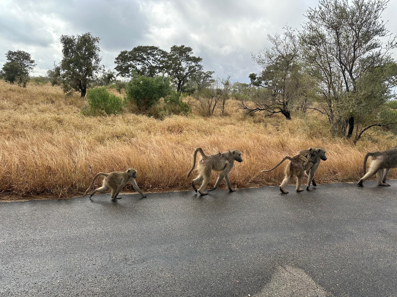 Cape Town: Big Five Sunset Safari at Aquila Game Reserve