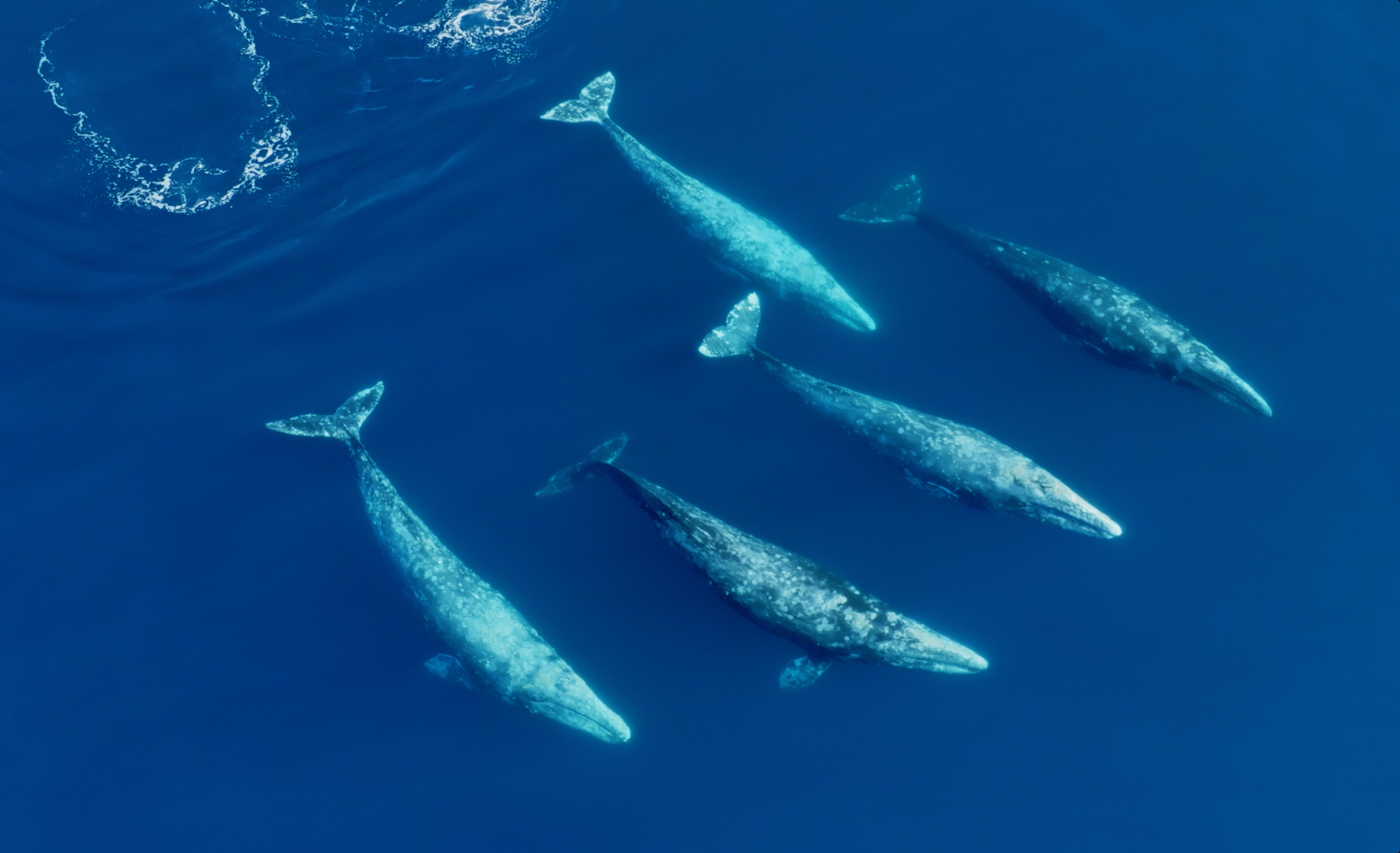 San Diego: Whale and Dolphin Watching Speedboat Tour