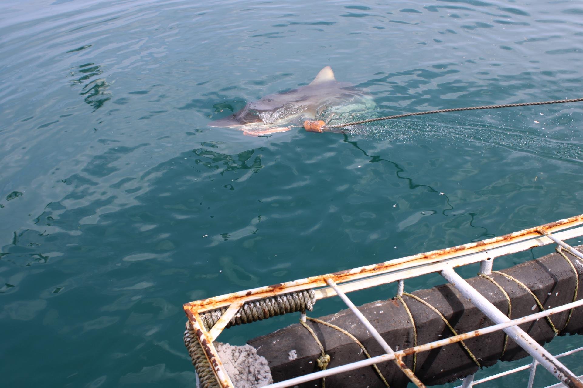 Private Shark Cage Diving Day Tour from Cape Town