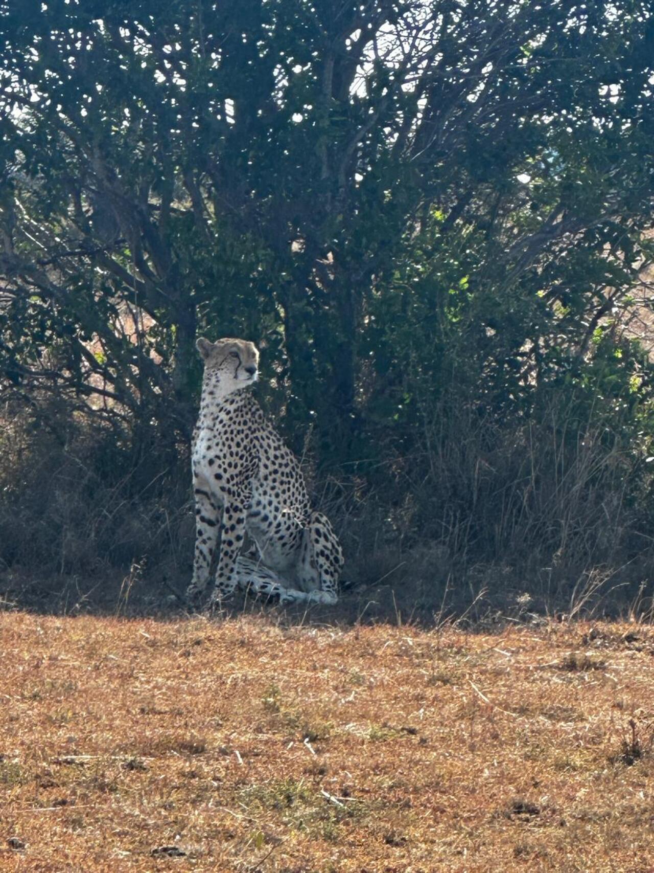 Nairobi National Park 5-Hour Guided Safari