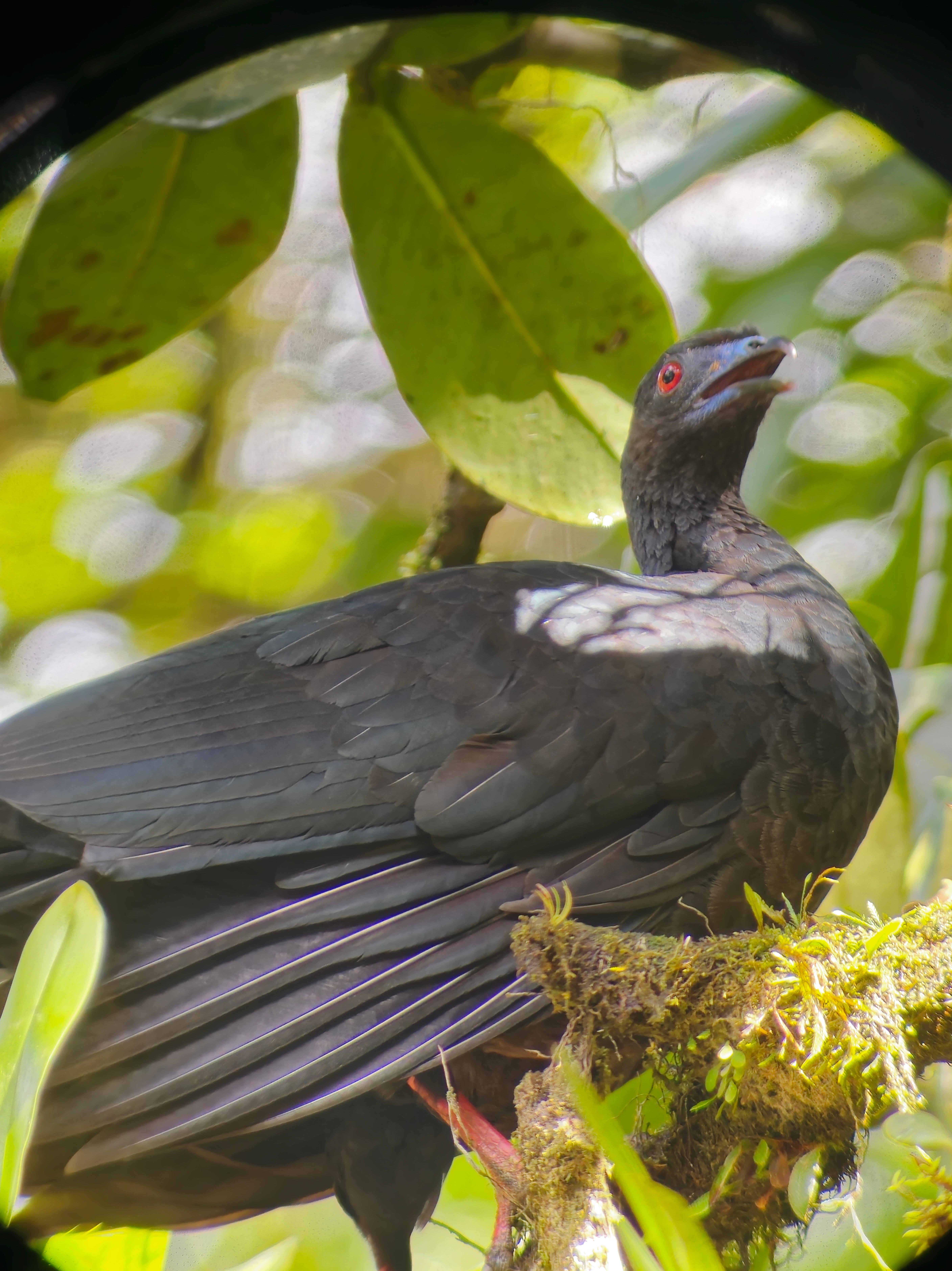 Monteverde Cloud & Transitional Forest Guided Walk