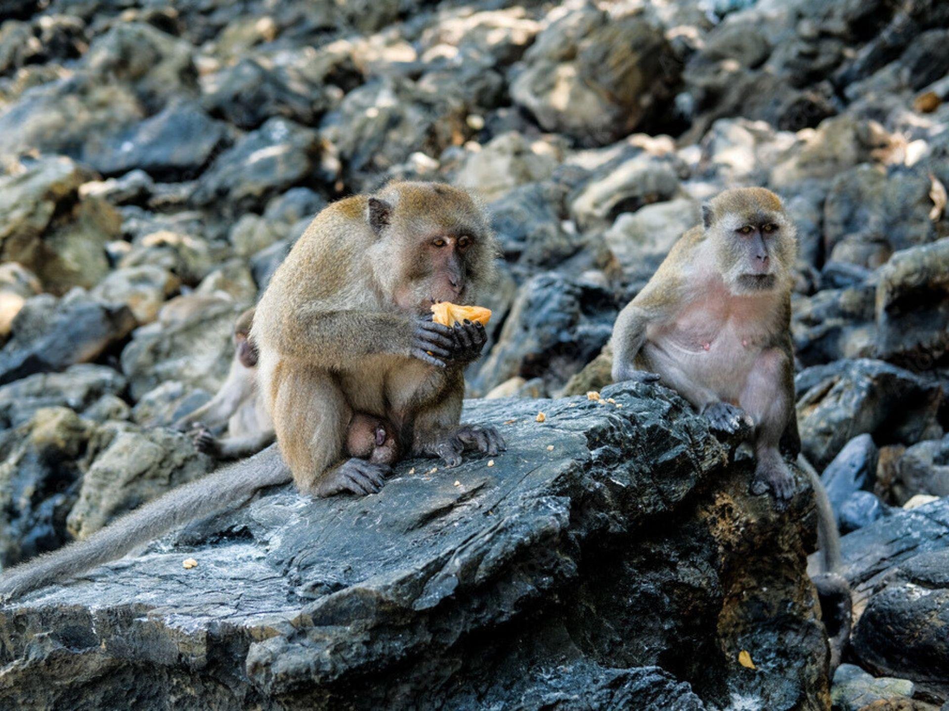 Phang Nga Bay Sea Canoe & James Bond Island Full-Day Tour