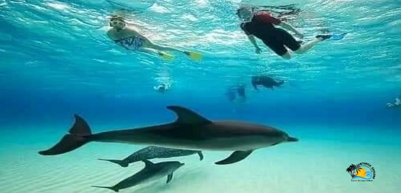 Mnemba Island Snorkeling & Dolphin Encounter from Nungwi