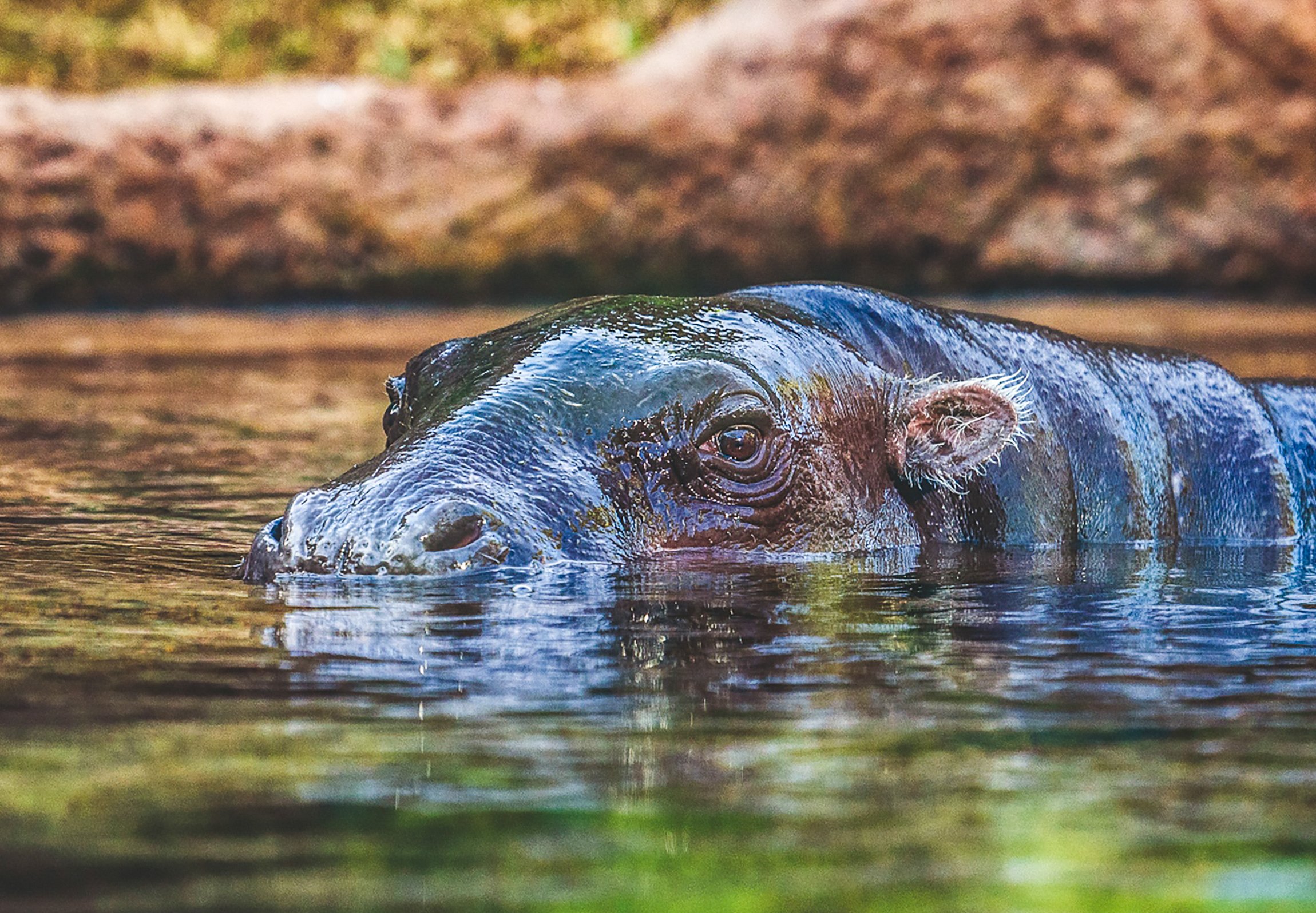 Loro Parque Tenerife Official Entry Ticket