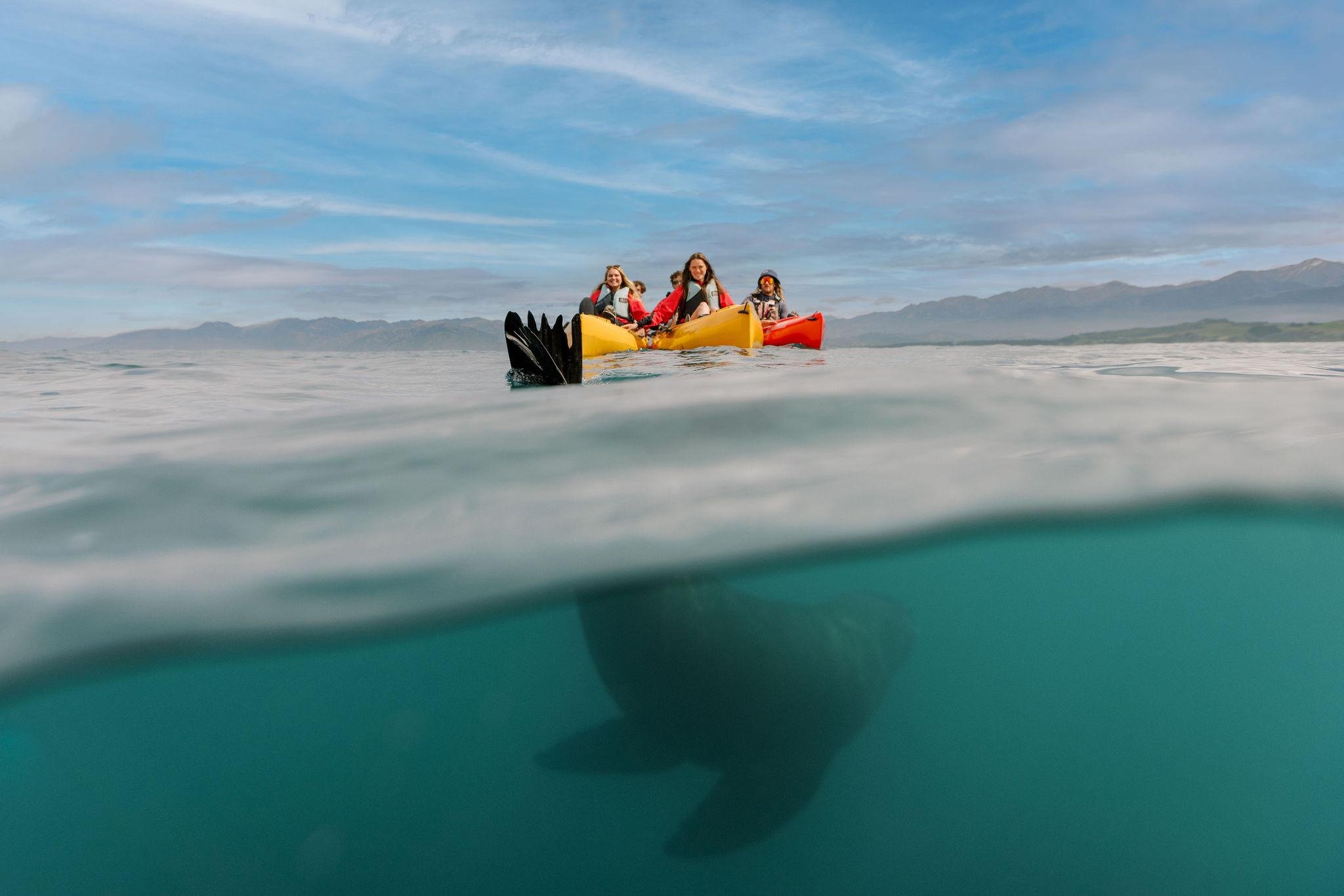 Kaikoura Seal-Watching Pedal Kayak Adventure