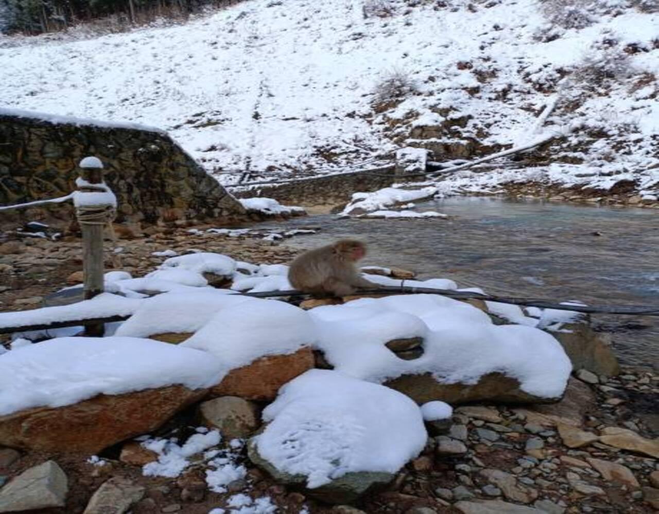 Hakuba Private Day Tour: Snow Monkeys & Nagano Alpine Highlights