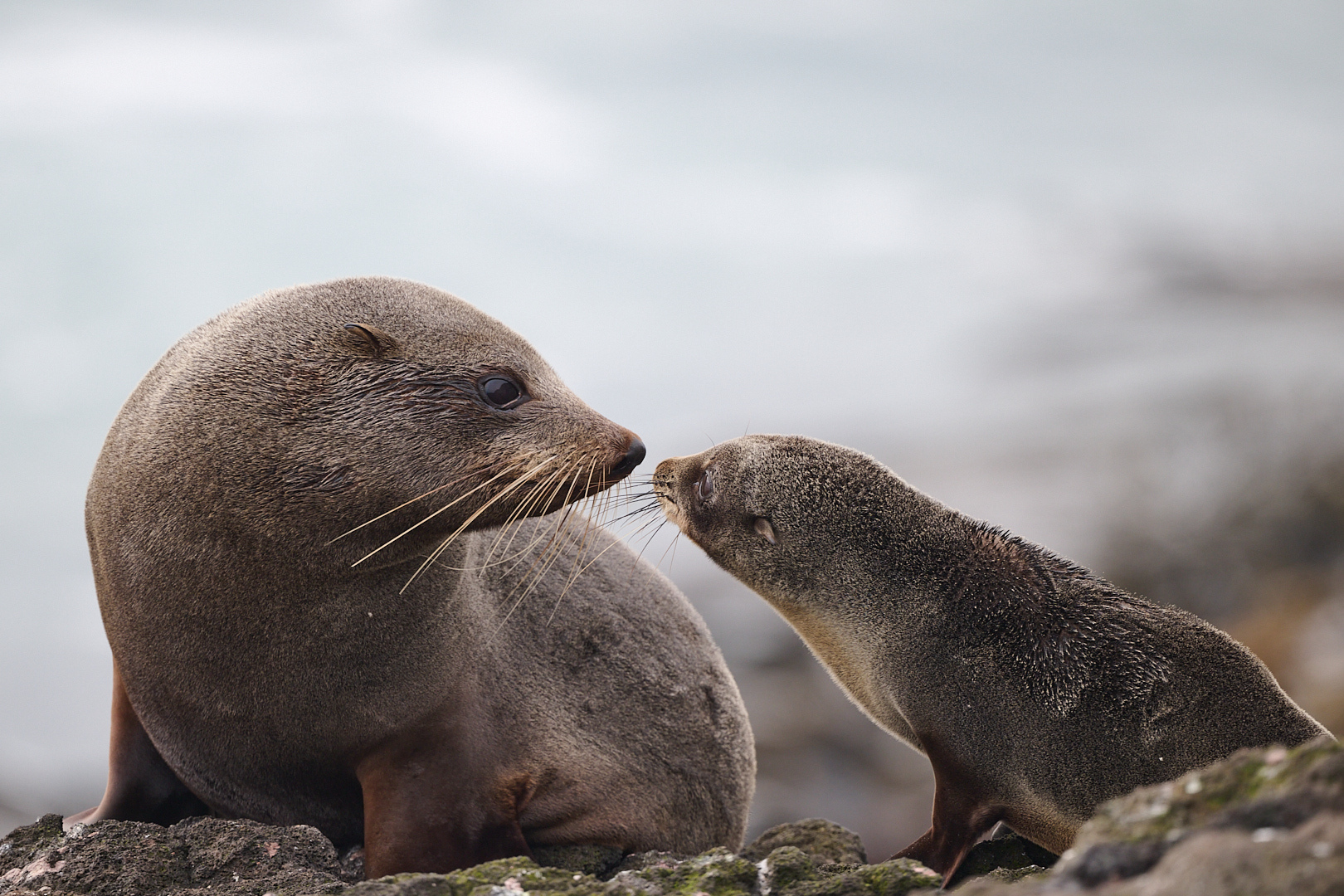 Dunedin: Otago Peninsula Clearwater Wildlife Tour