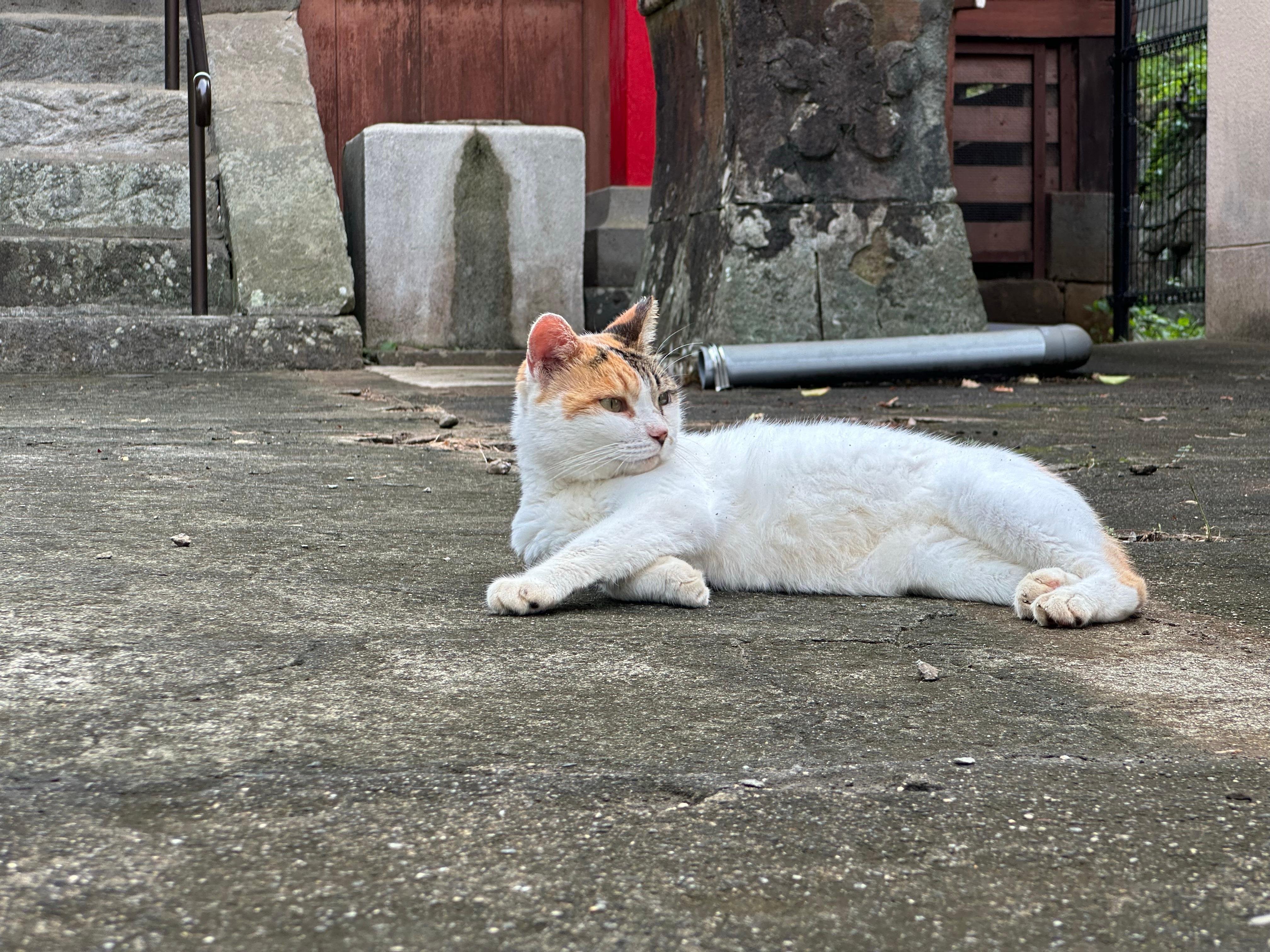 Cats & Hidden Alleyways Walking Tour in Nagasaki