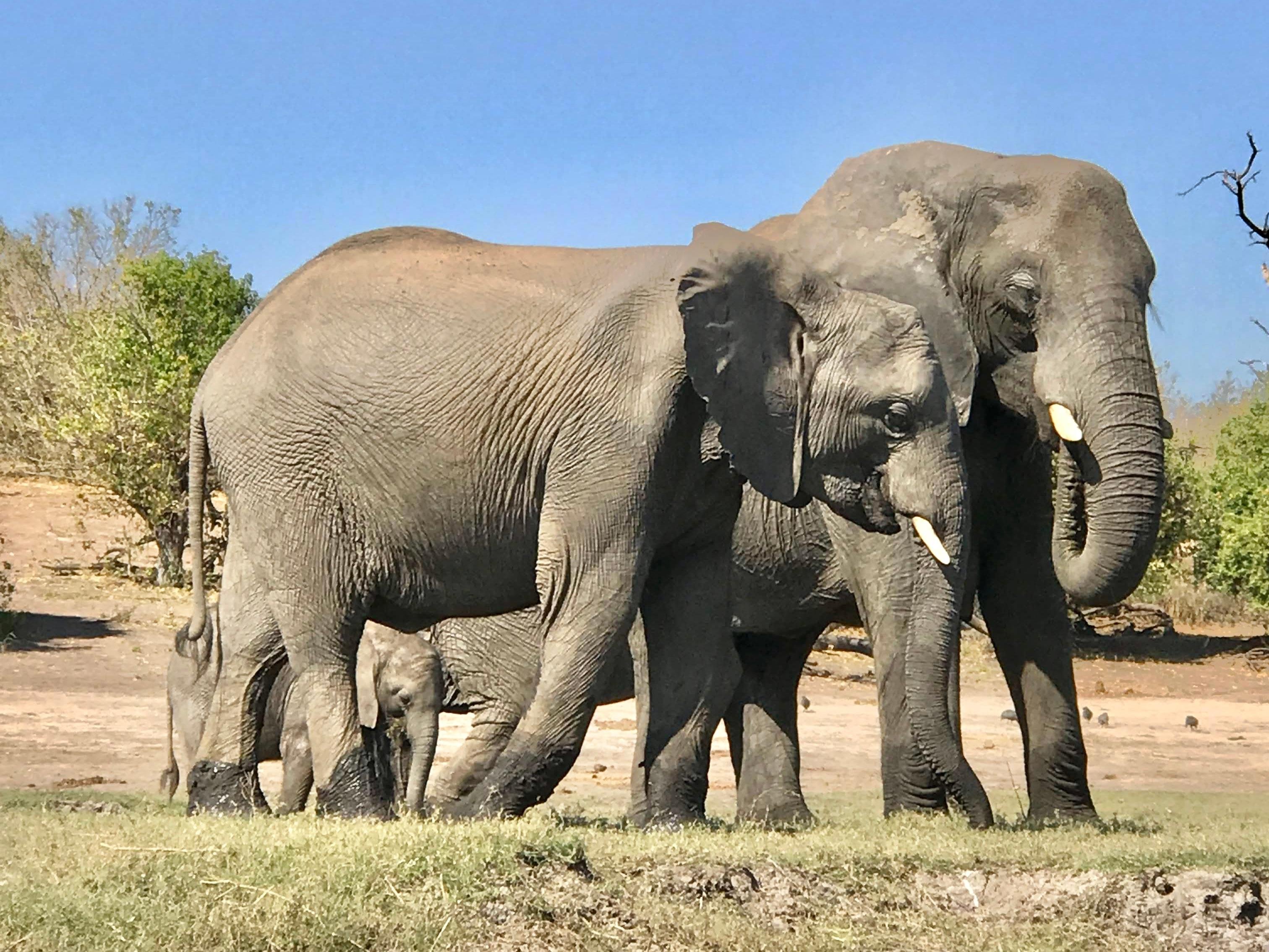 Rhino Tracking Safari & Zambezi Lunch