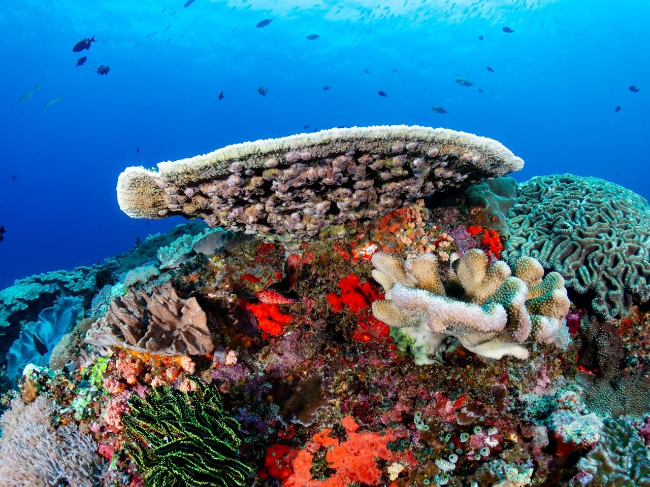 Ras Mohamed & White Island Full-Day Snorkel, Dive & Cruise from Sharm