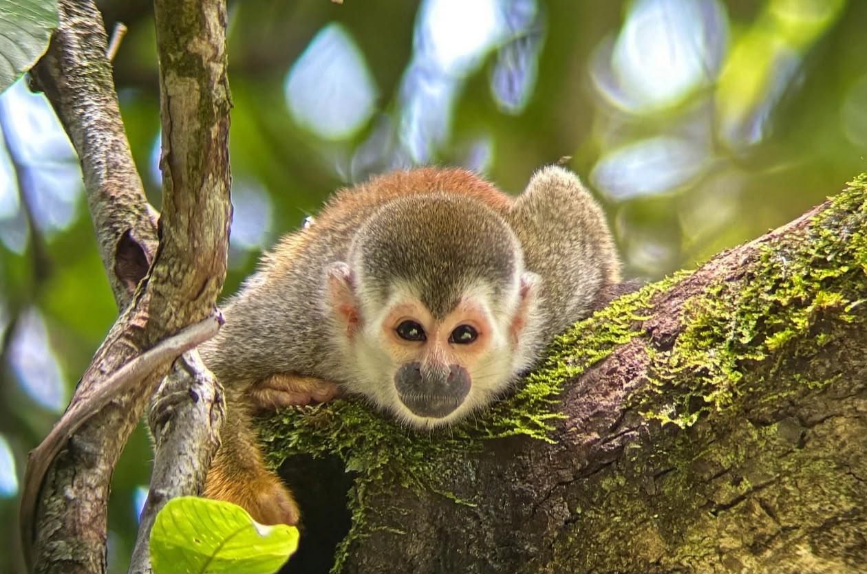 Guided walk in Manuel Antonio National Park, Costa Rica — image 6