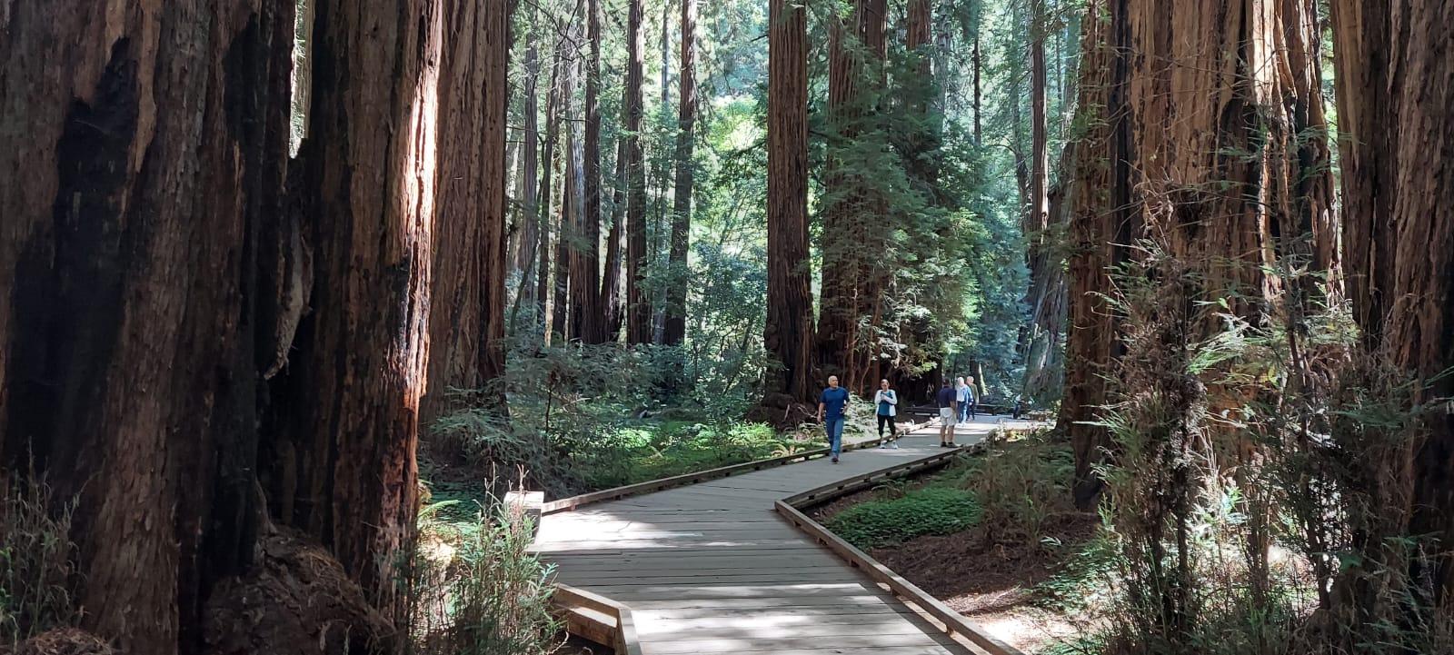 Muir Woods, Sausalito, and Exclusive Alcatraz Night Tour