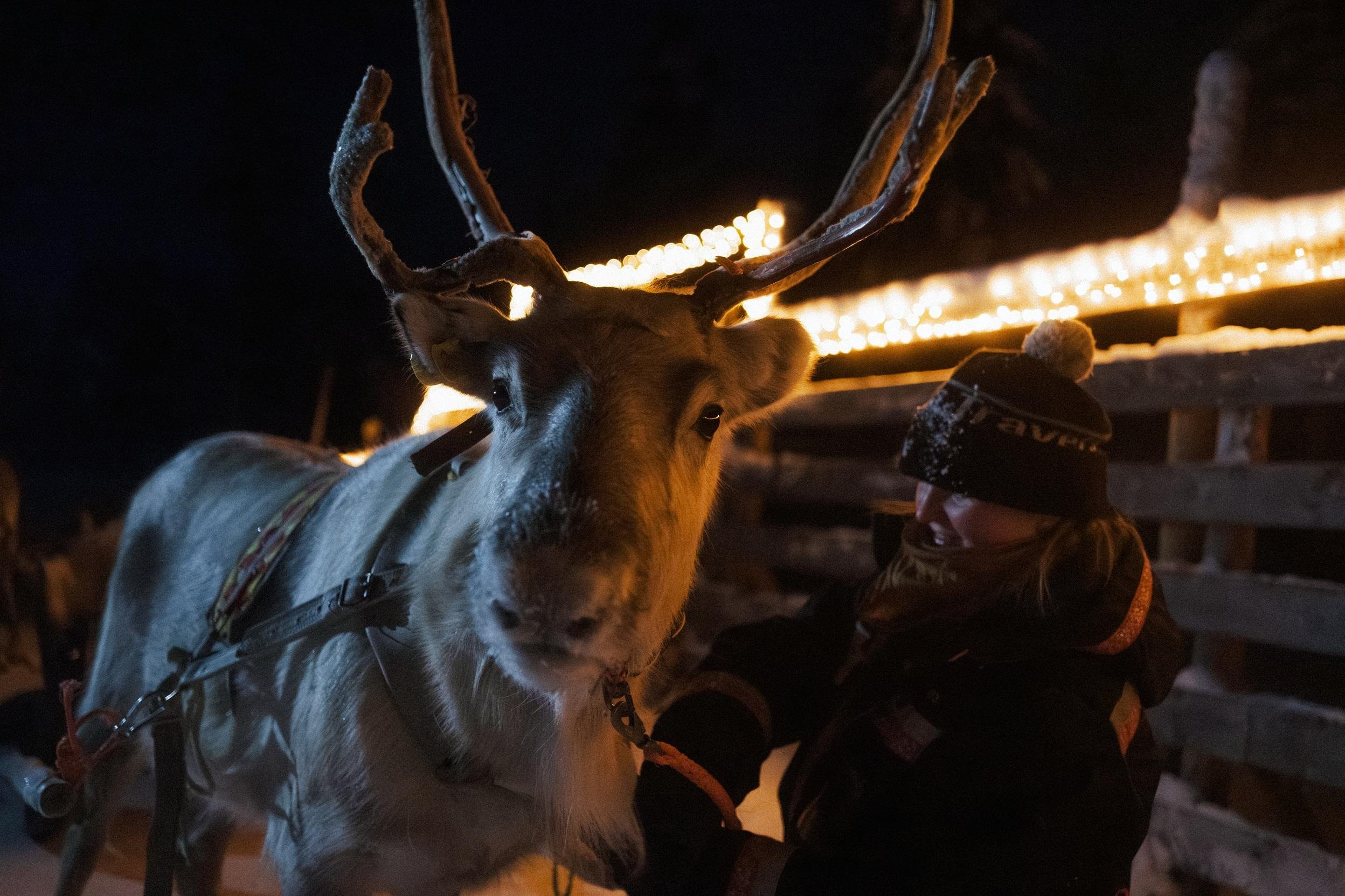 Rovaniemi Nighttime Reindeer Sleigh Safari