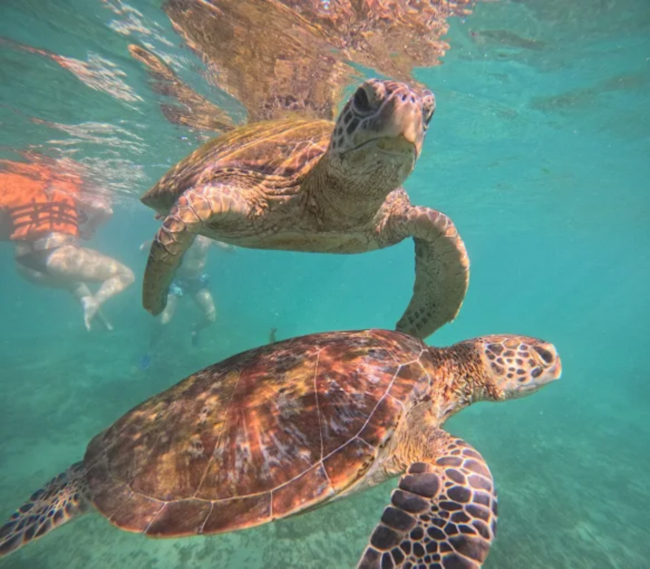 Mirissa Blue Whale Safari & Turtle Snorkeling Adventure