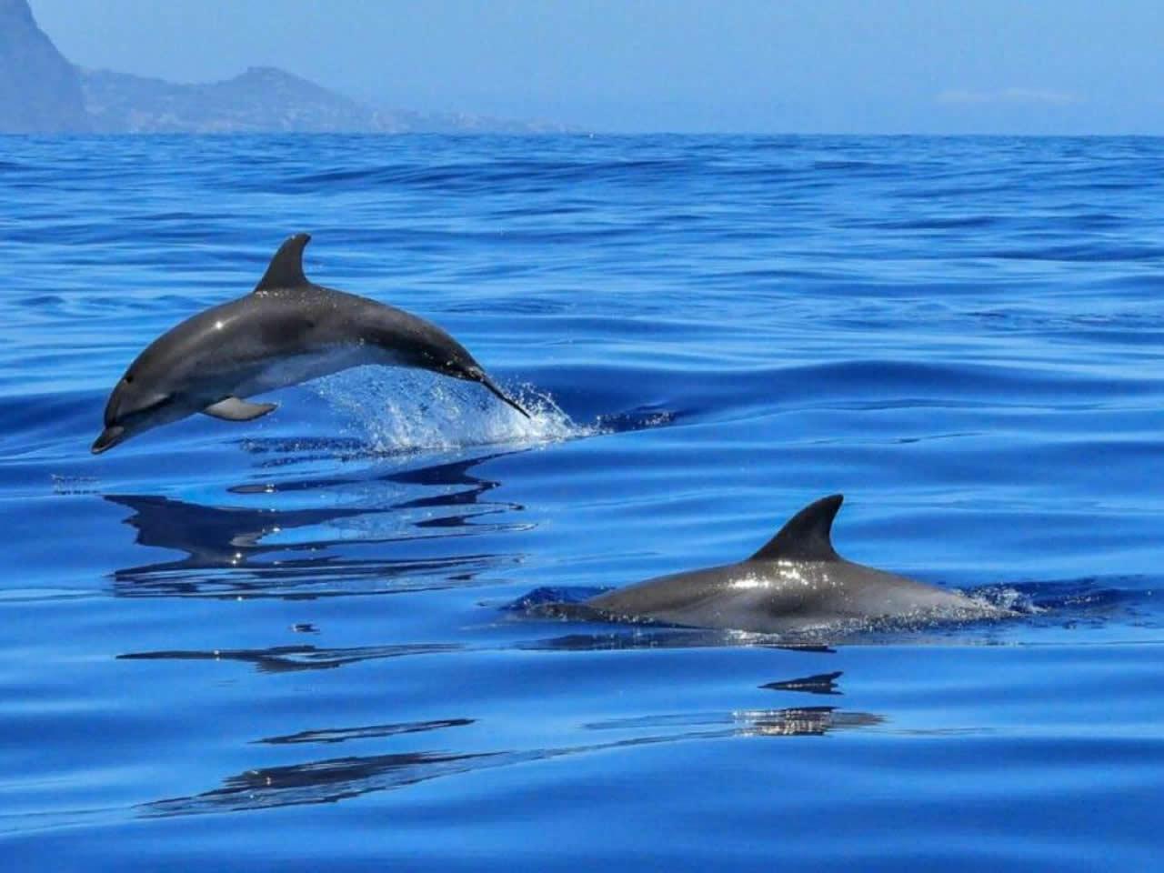 Private Gulf of Olbia Dolphin Encounter & Coastal Discovery
