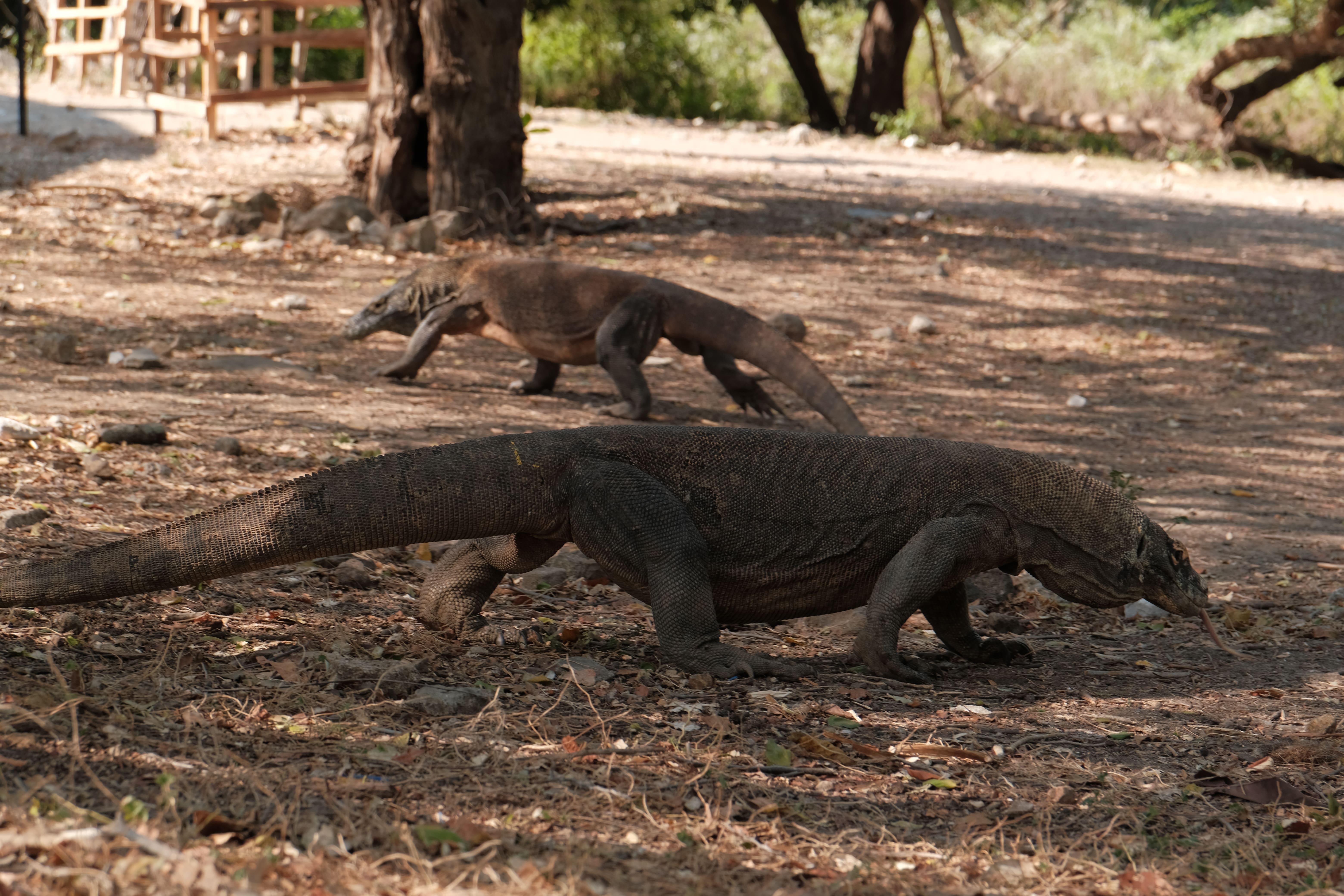 Komodo Archipelago 3-Day Phinisi Liveaboard from Labuan Bajo