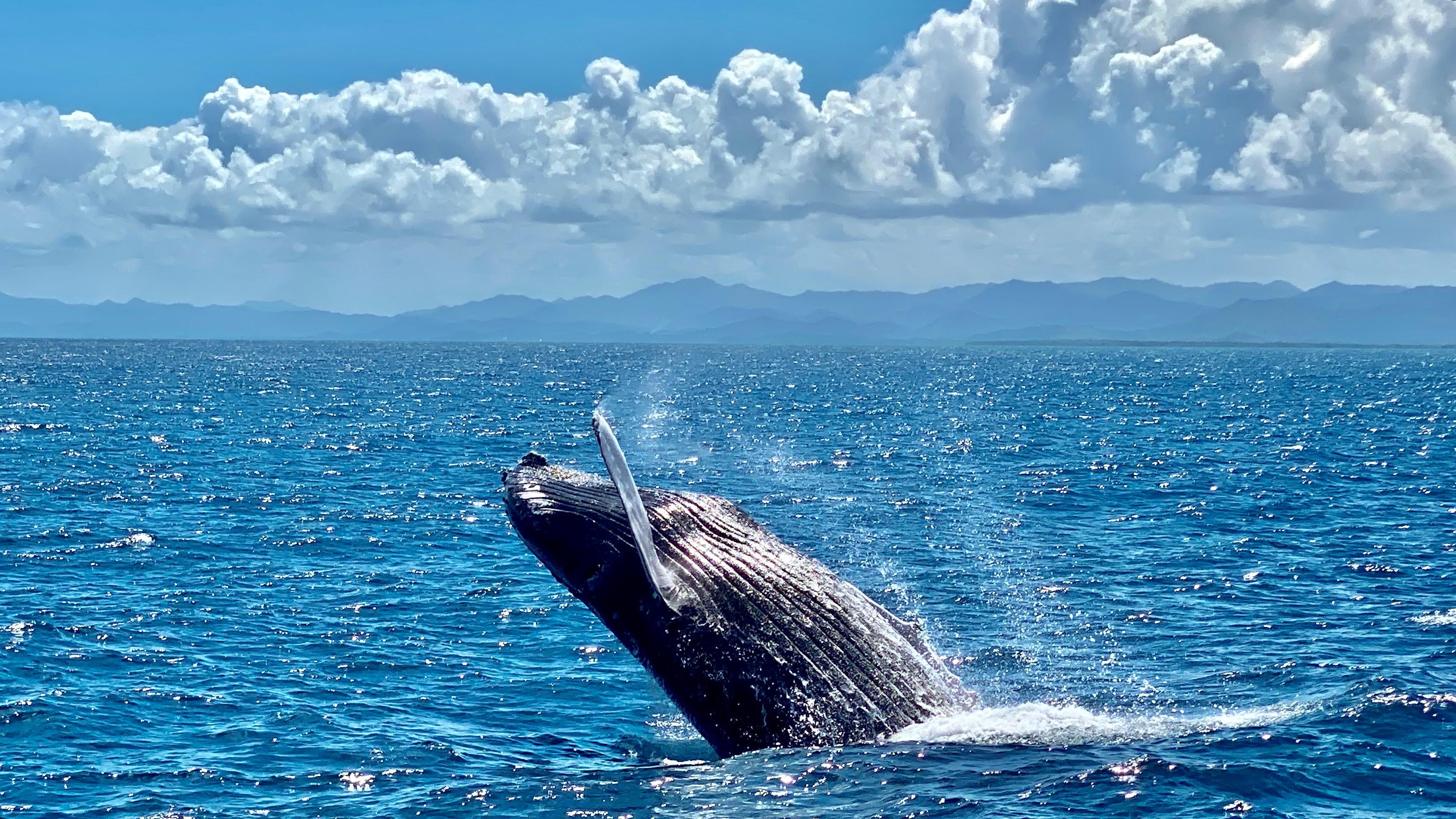 Samaná Bay & El Limón Waterfall Full-Day Adventure