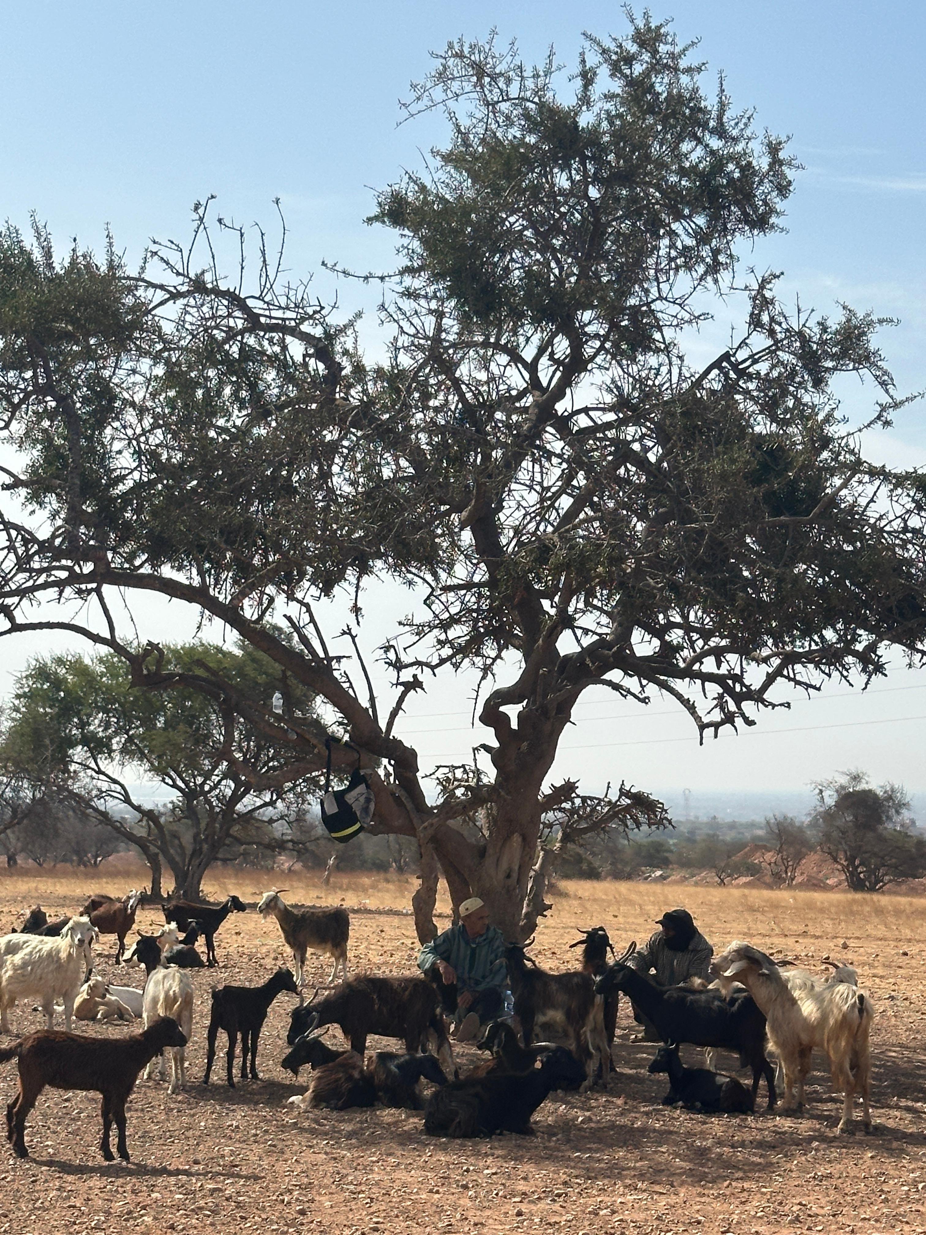 Agadir: Argan Goats and Crocoparc Excursion