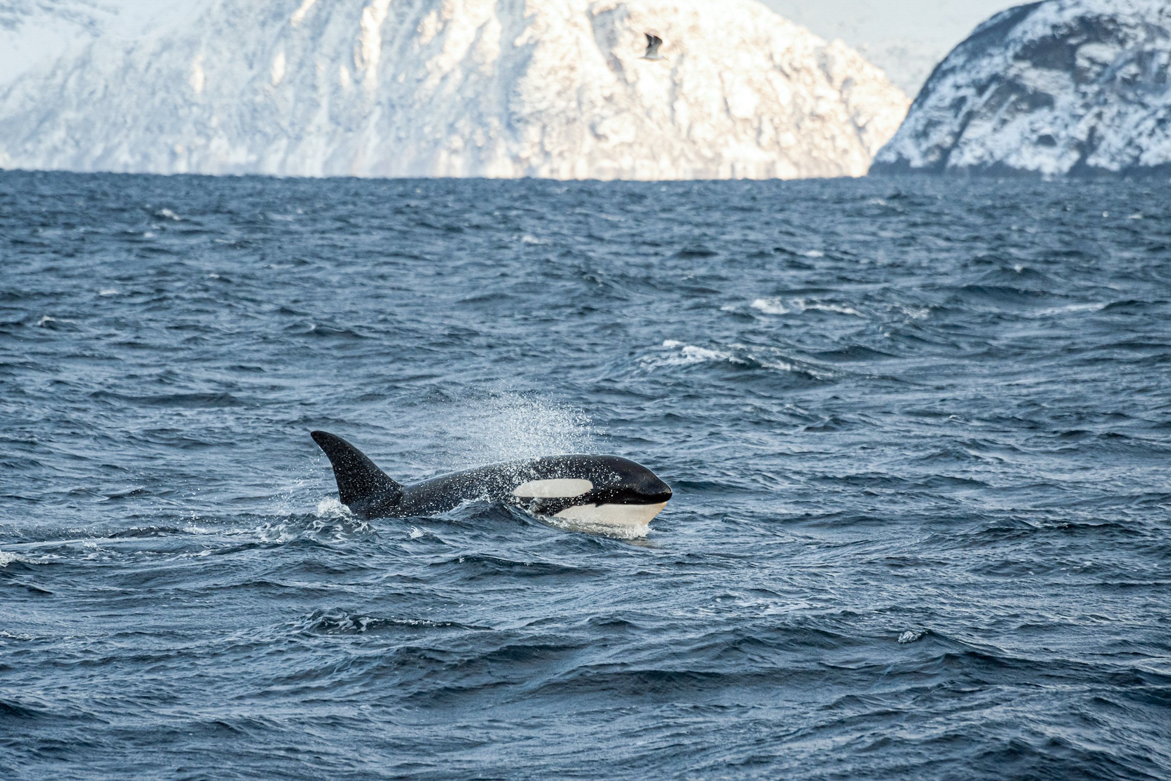 Tromsø: Whale Watching Tour by Hybrid-Electric Boat