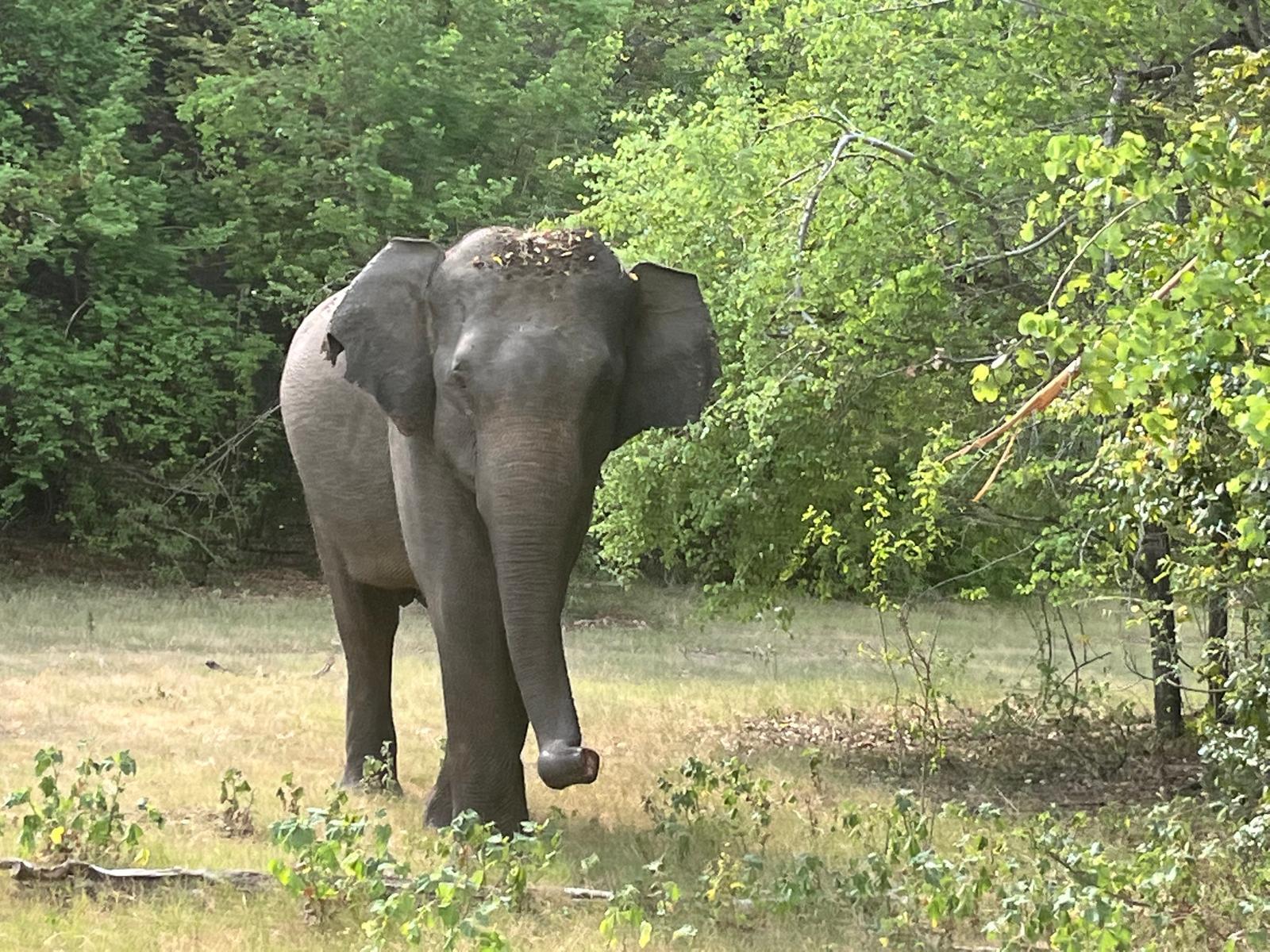 Private Wilpattu National Park Safari