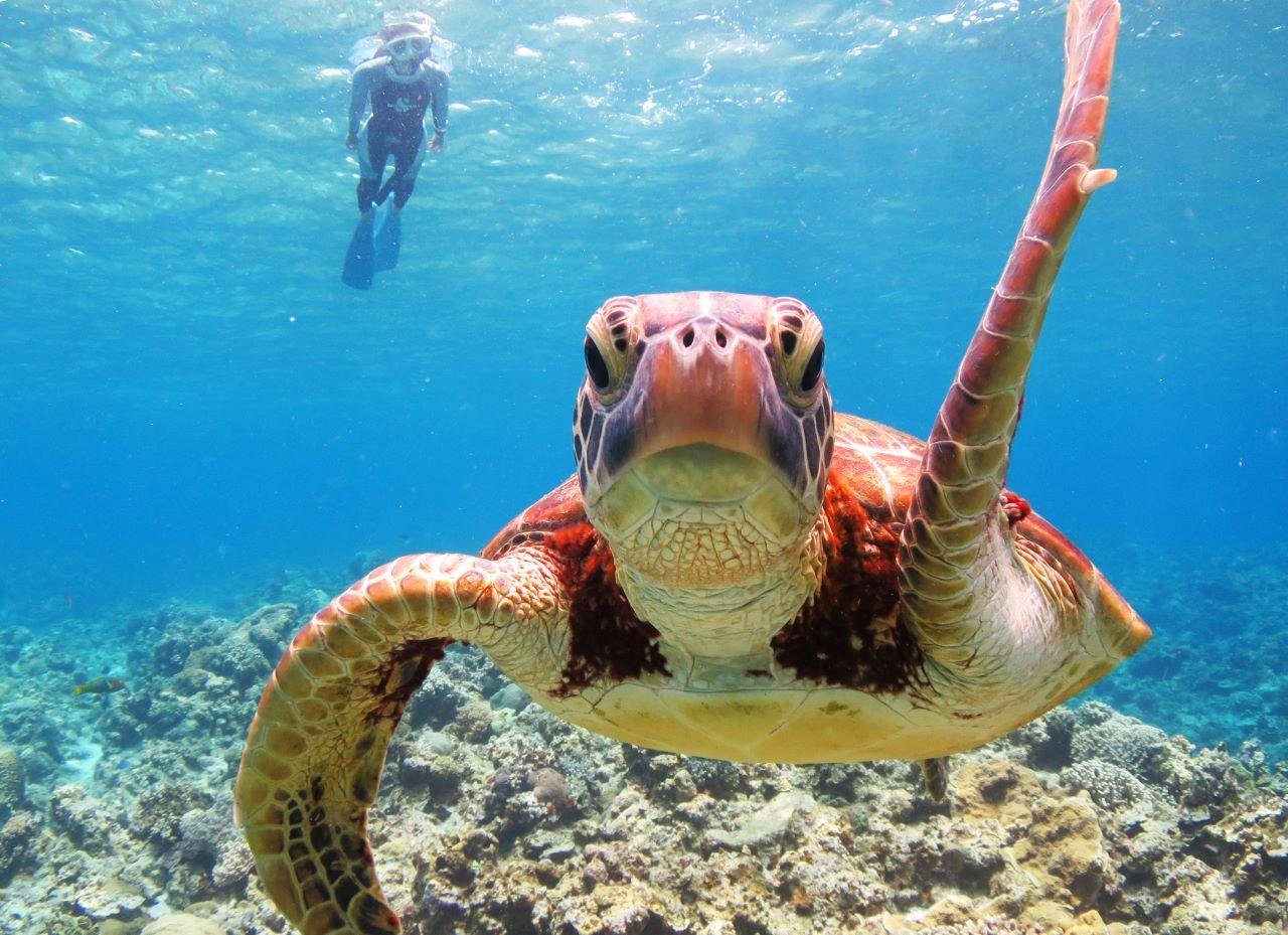 Kerama Islands Snorkeling Adventure from Naha