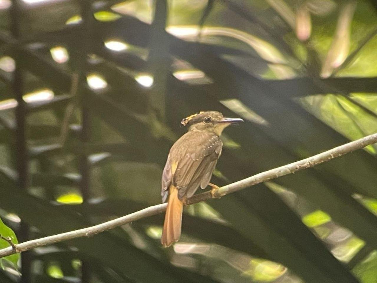 Carara National Park Guided Wildlife Trek