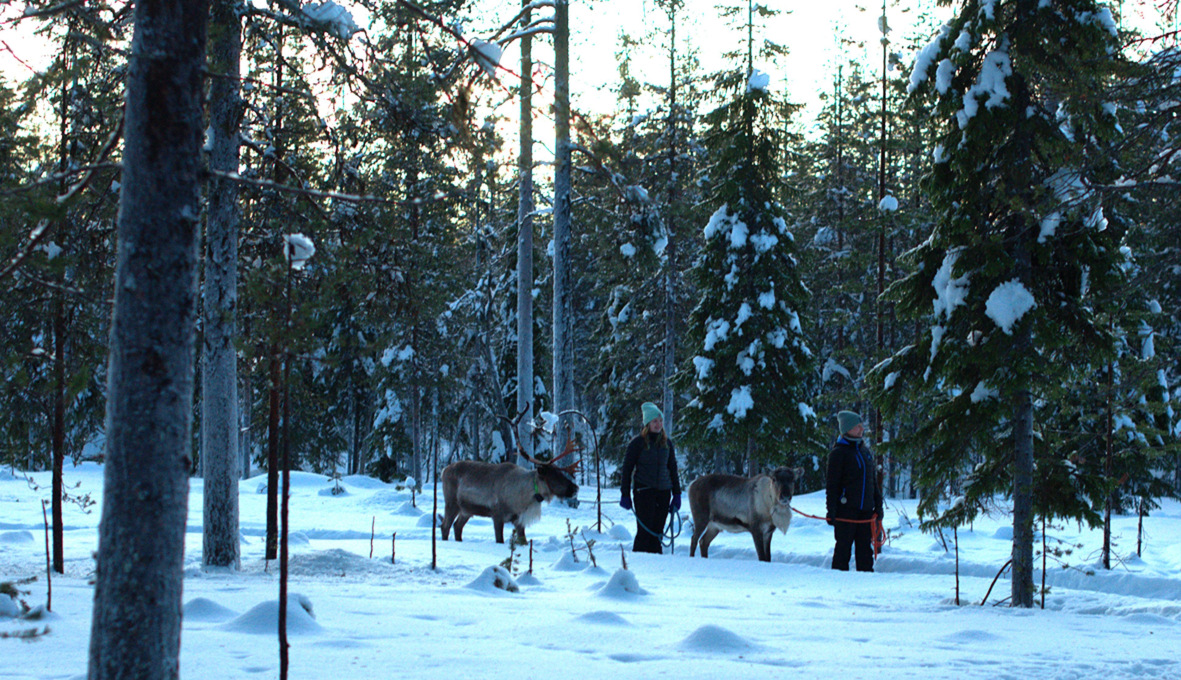 Rovaniemi Reindeer Farm: Herd Encounter & Lapland Culture