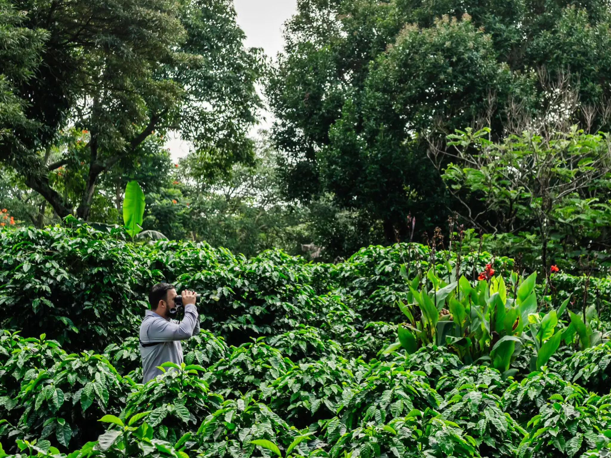 Alajuela Coffee Plantation Tour & Tasting at Doka Estate