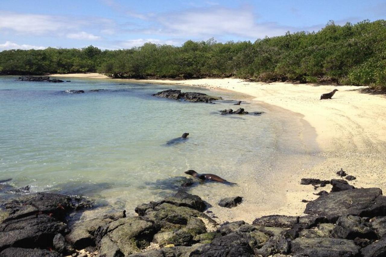 Isabela Island & Tintorera Islet Expedition from Puerto Ayora