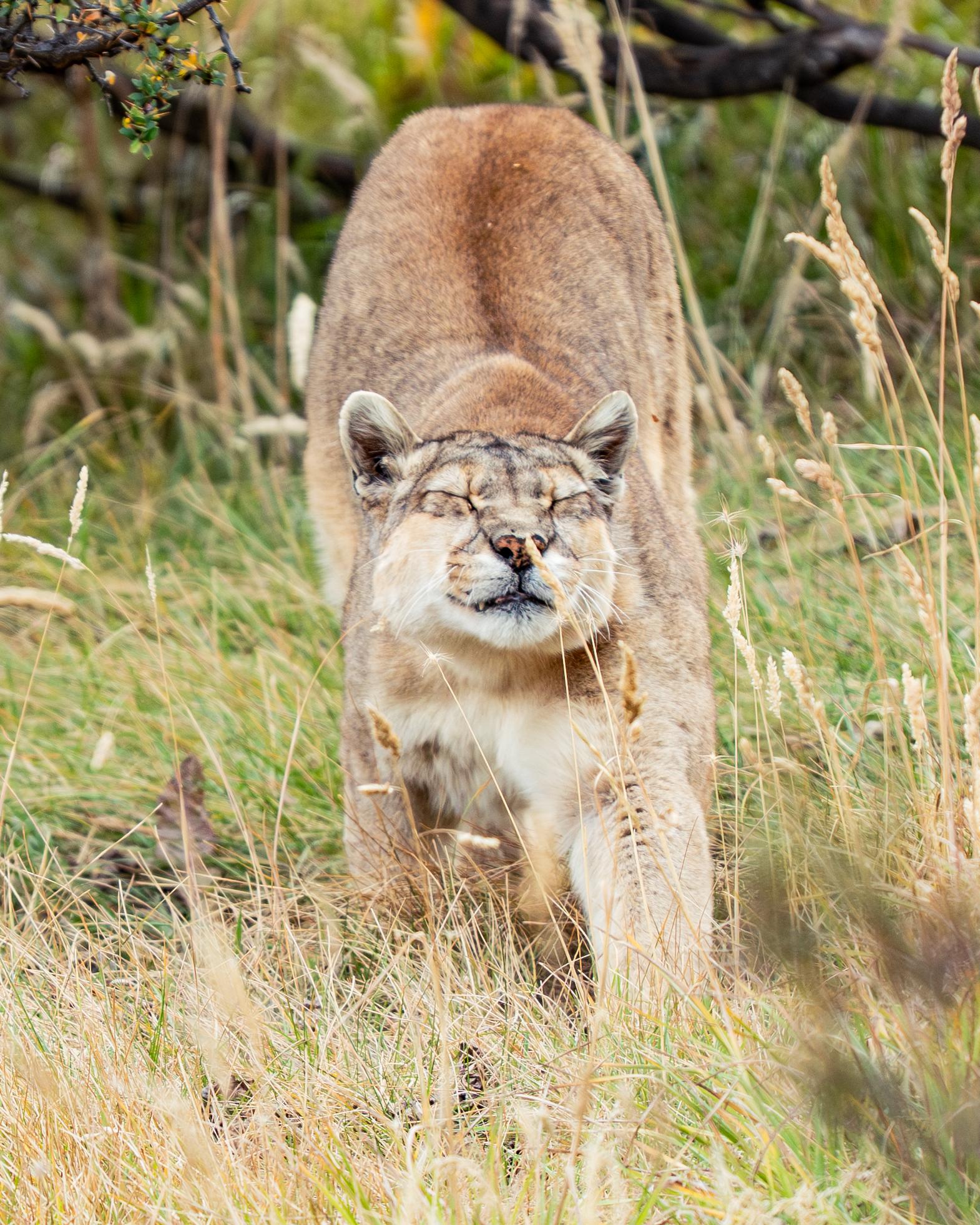 Patagonian Puma Tracking Expedition: Torres del Paine