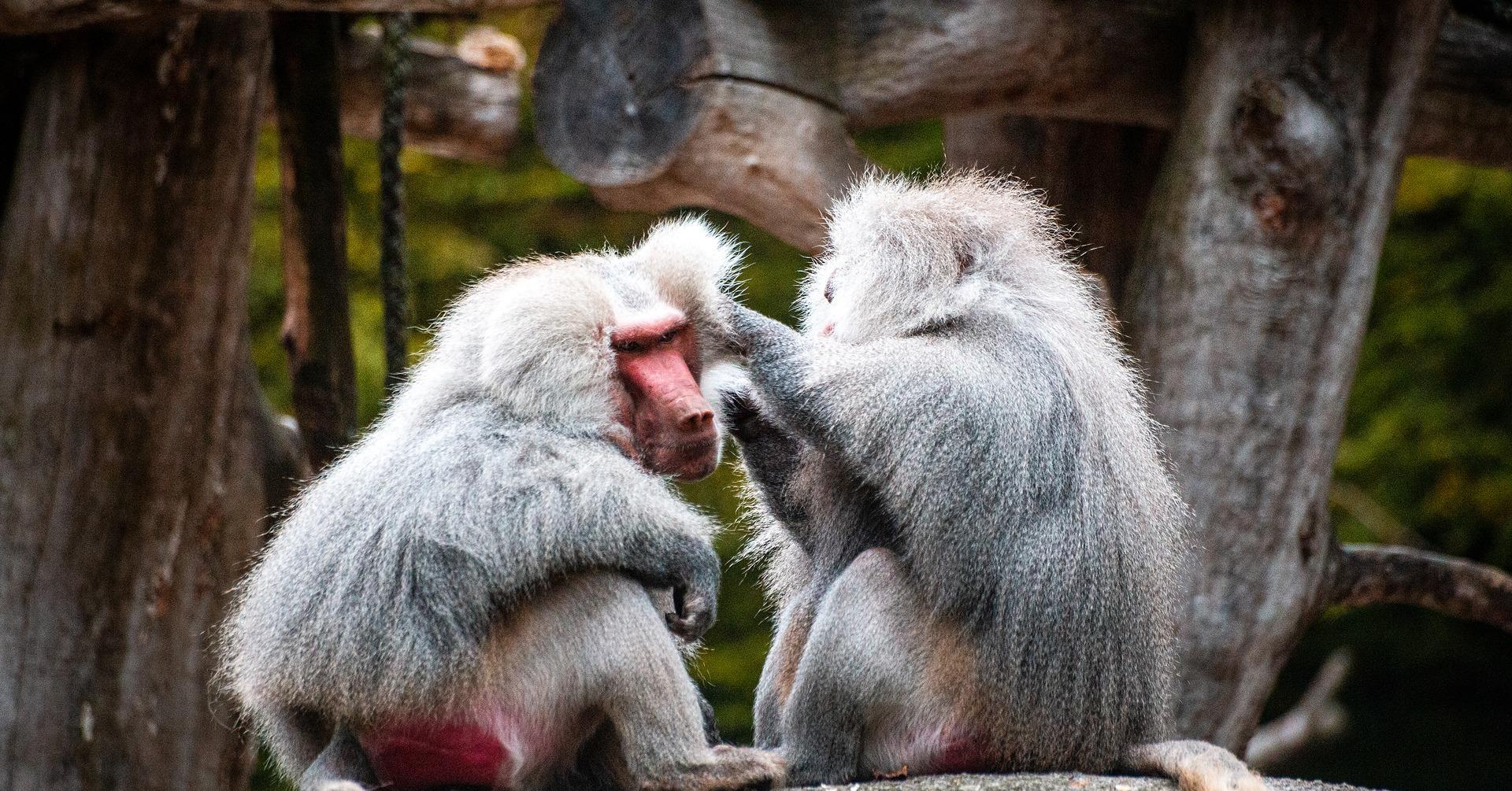 Nagano Snow Monkey & Zenkoji Temple Private Day Tour from Tokyo