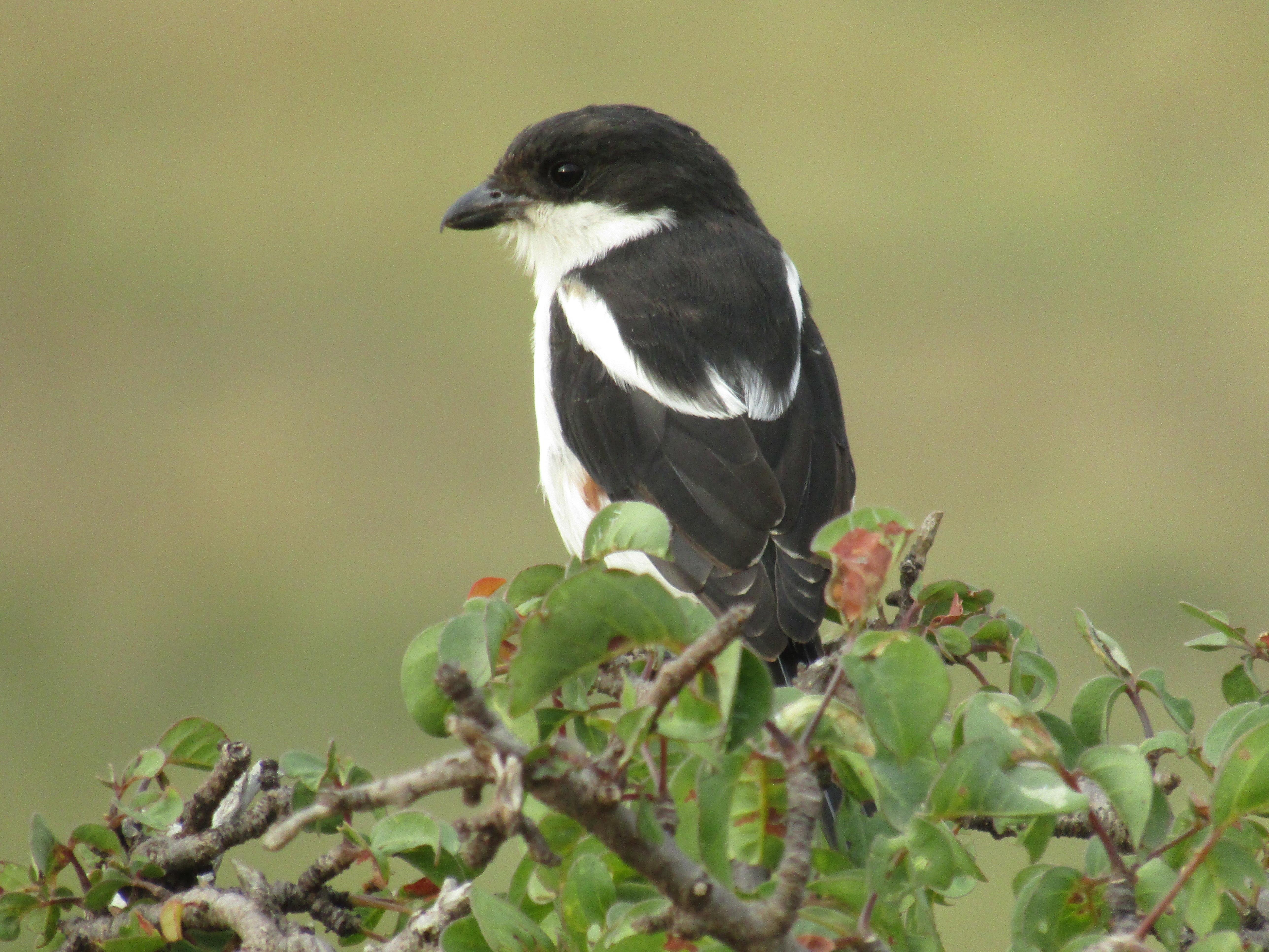 3-Day Masai Mara Safari Adventure from Nairobi