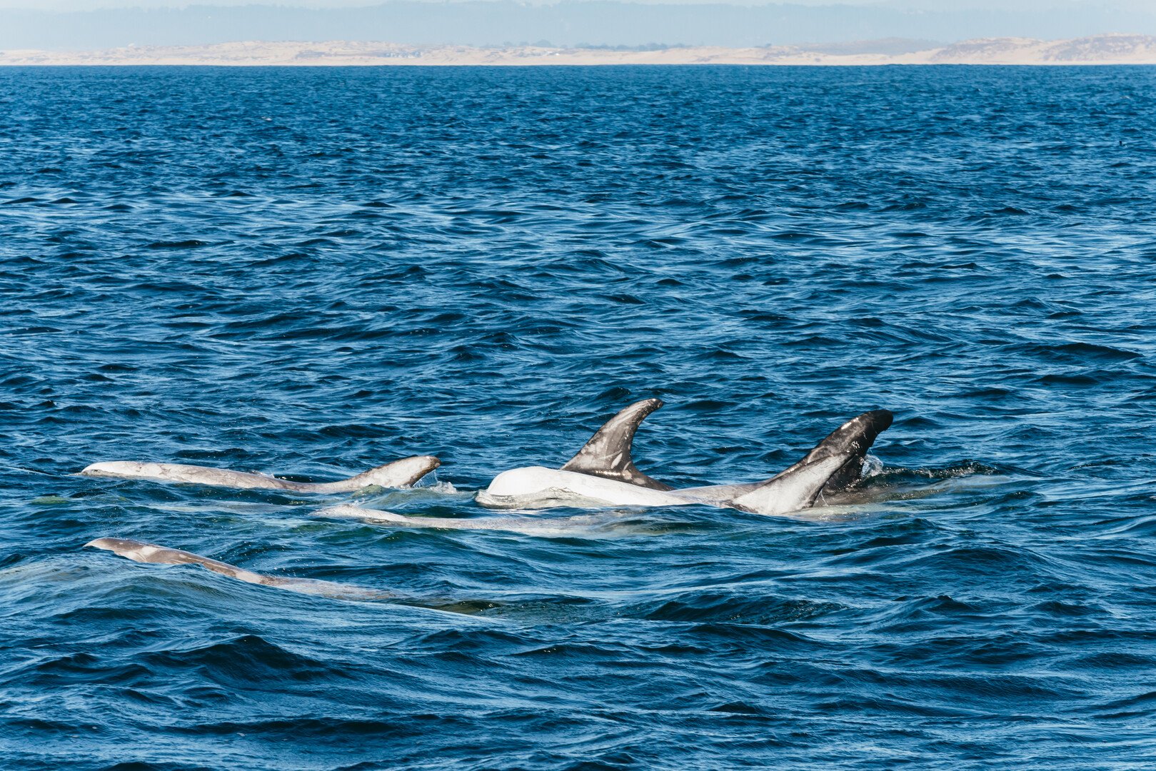 Monterey Bay whale watching tour — whales and marine wildlife — image 11