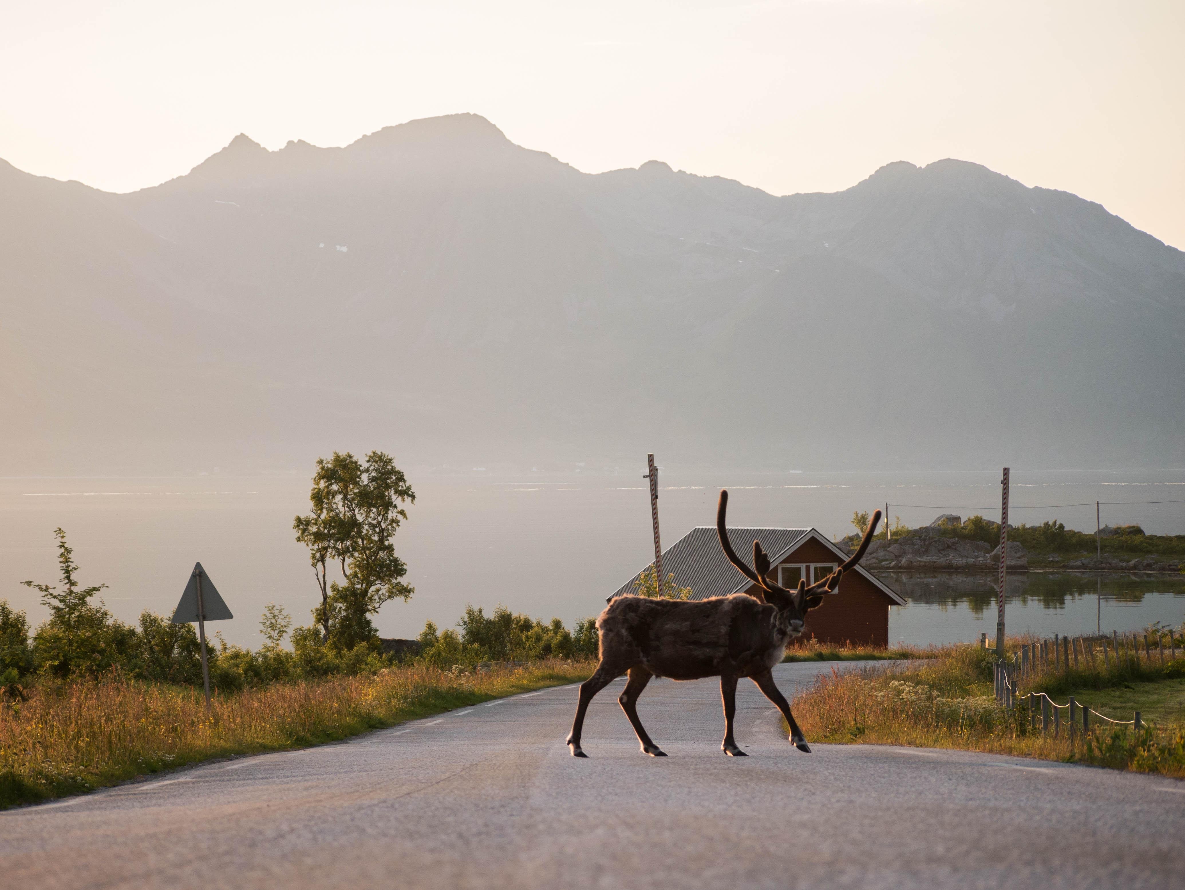 From Tromsø: Fjord Tour and Visit to Sommarøy in French — Sommarøy island Norway tour photo 3
