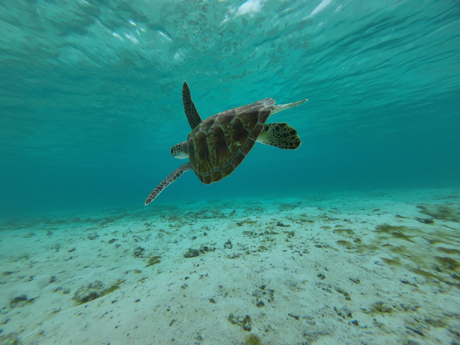 Labuan Bajo: Full-Day Komodo National Park Explorer