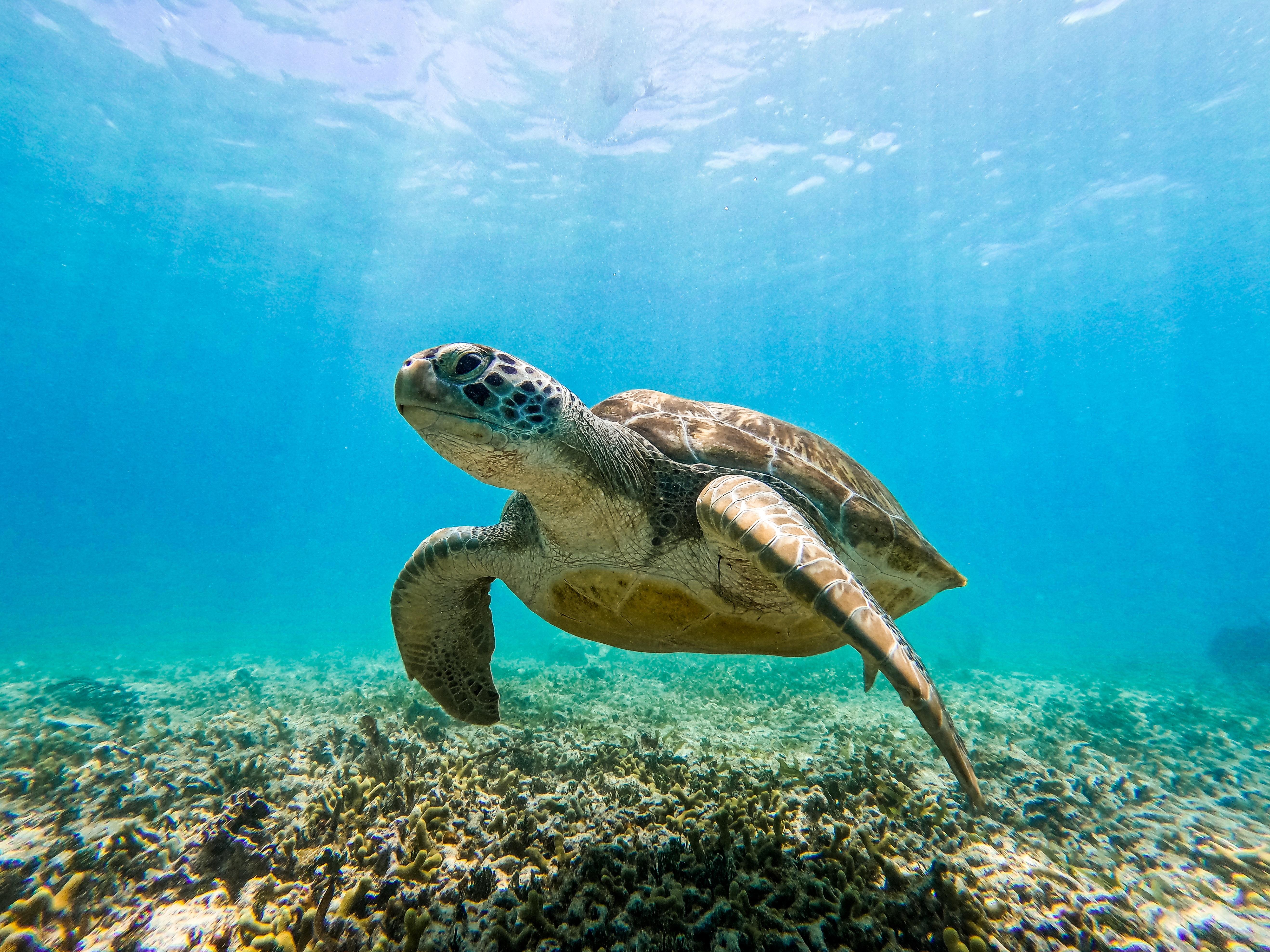 Tulum Reef Snorkeling: Two Sites in Two Hours