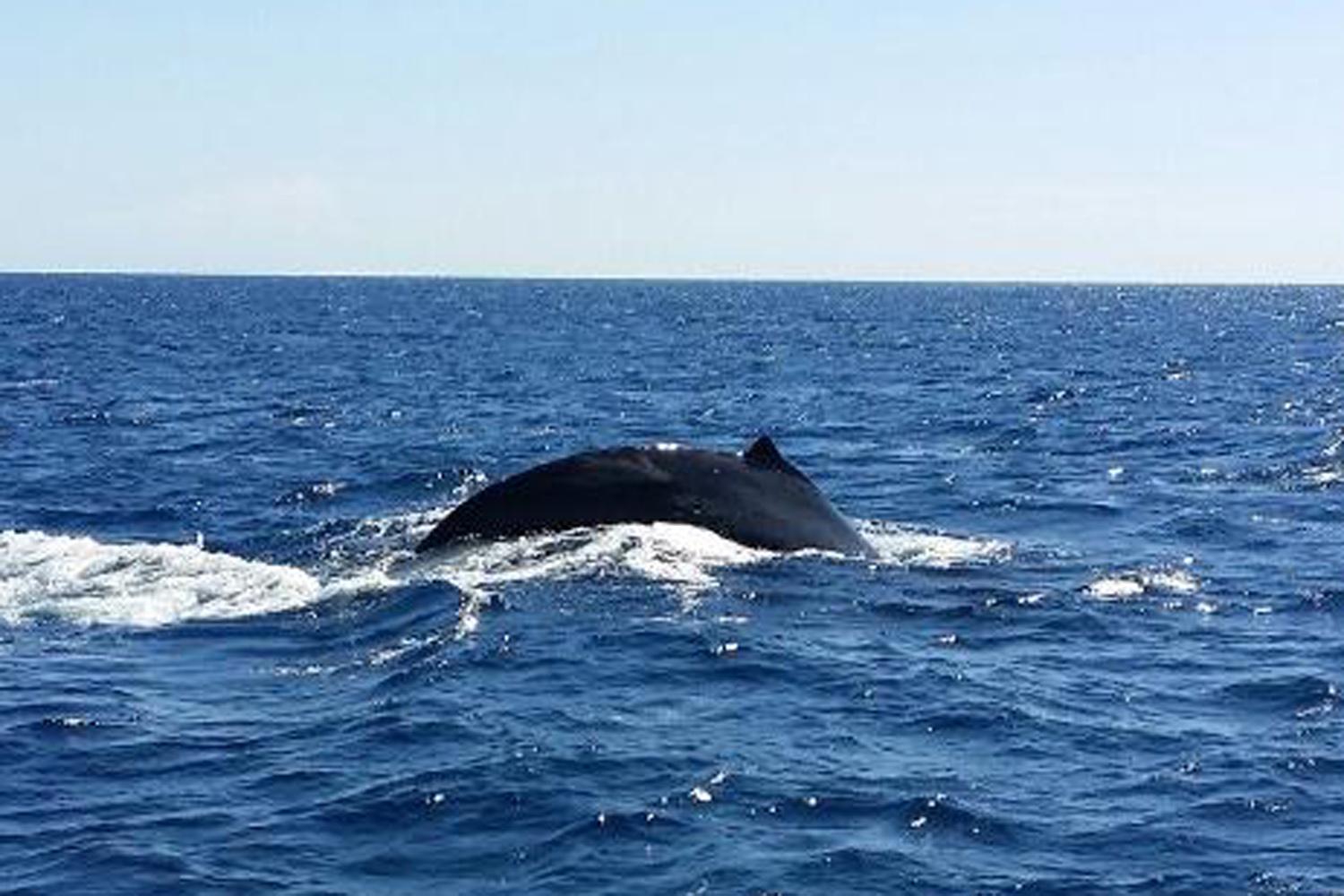 Waikoloa Deluxe Whale Watch Cruise