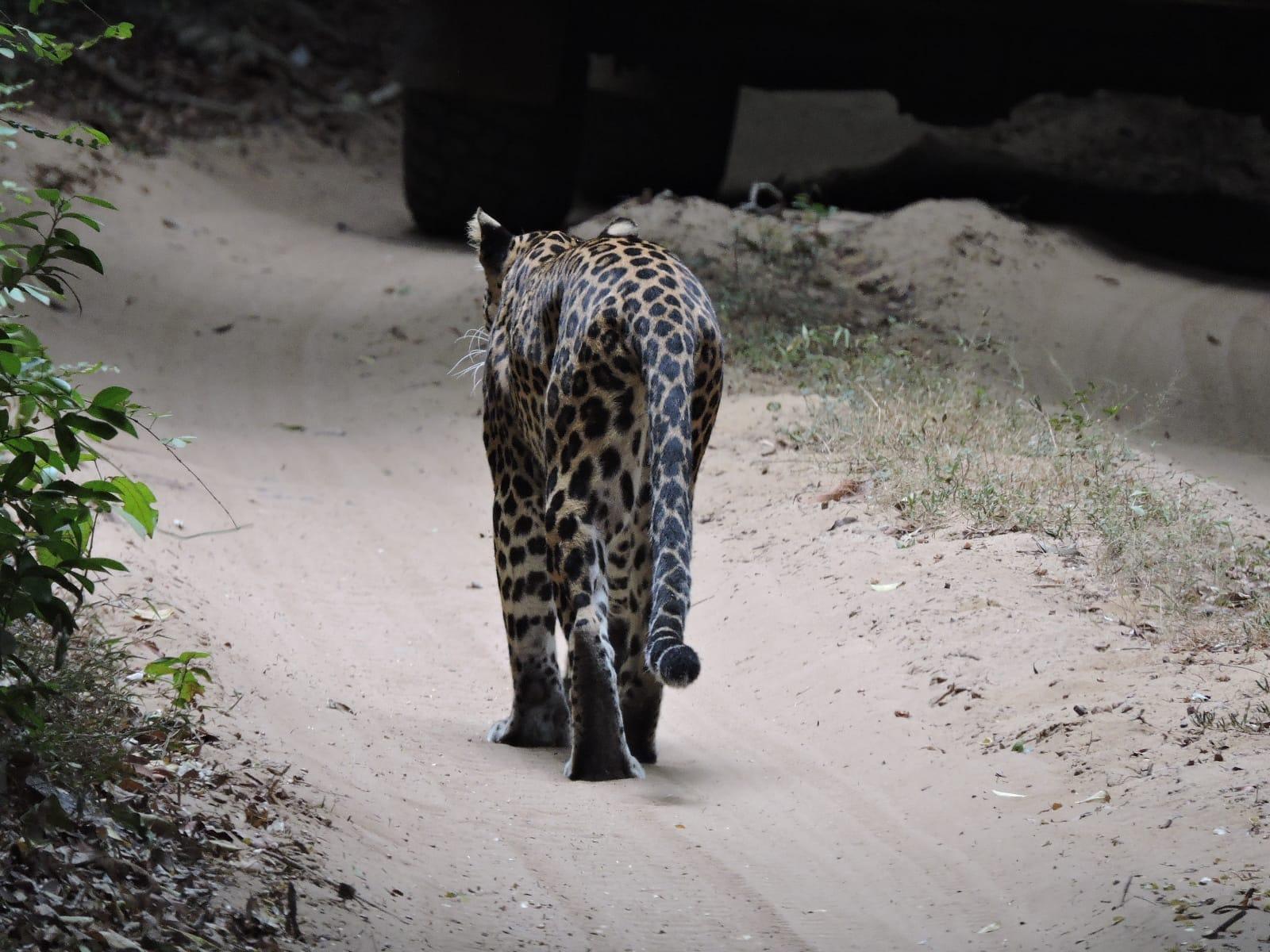 Full-Day Wilpattu National Park Safari from Anuradhapura