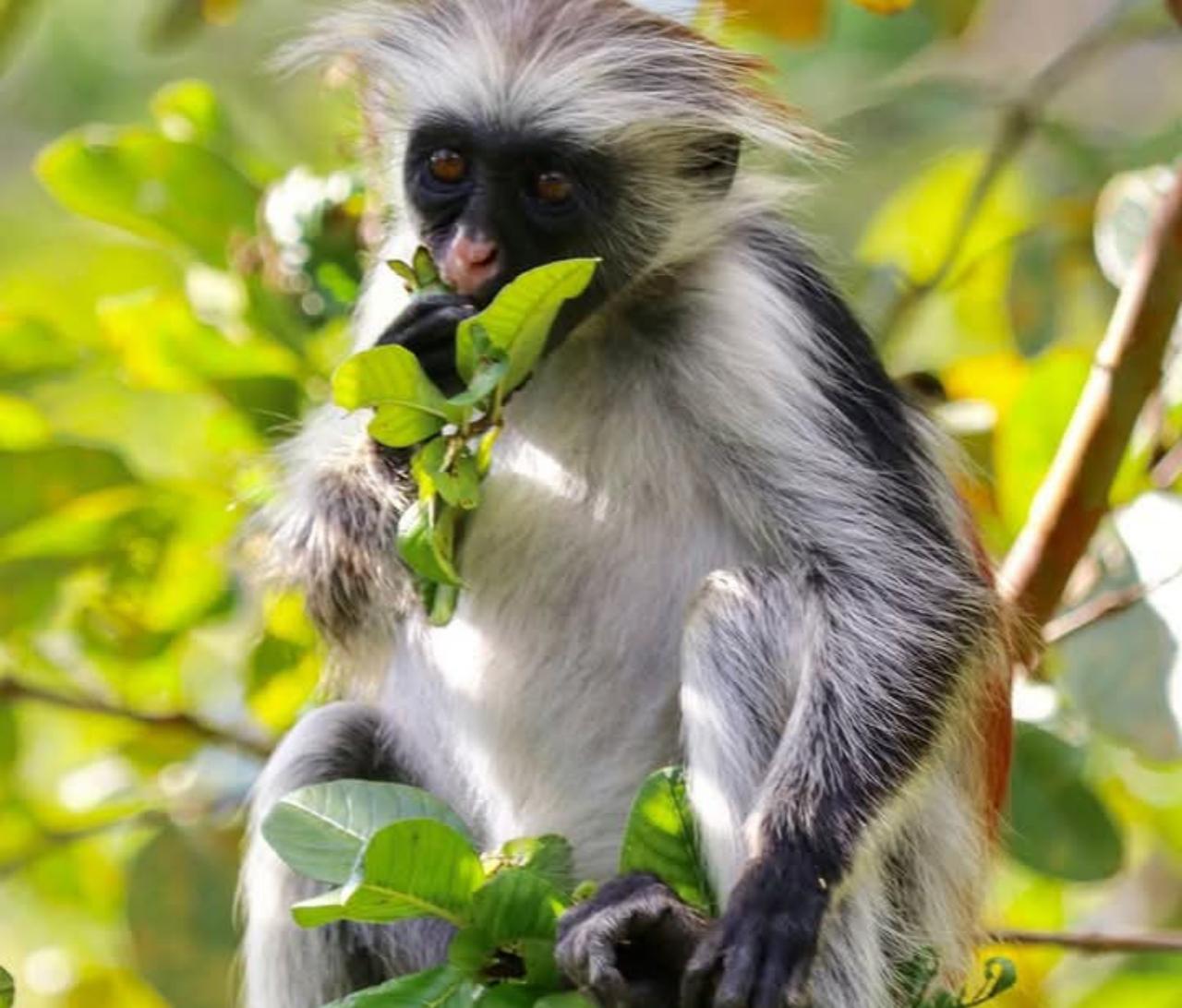Zanzibar: Jozani Forest, Salaam Cave & The Rock Restaurant Day Tour