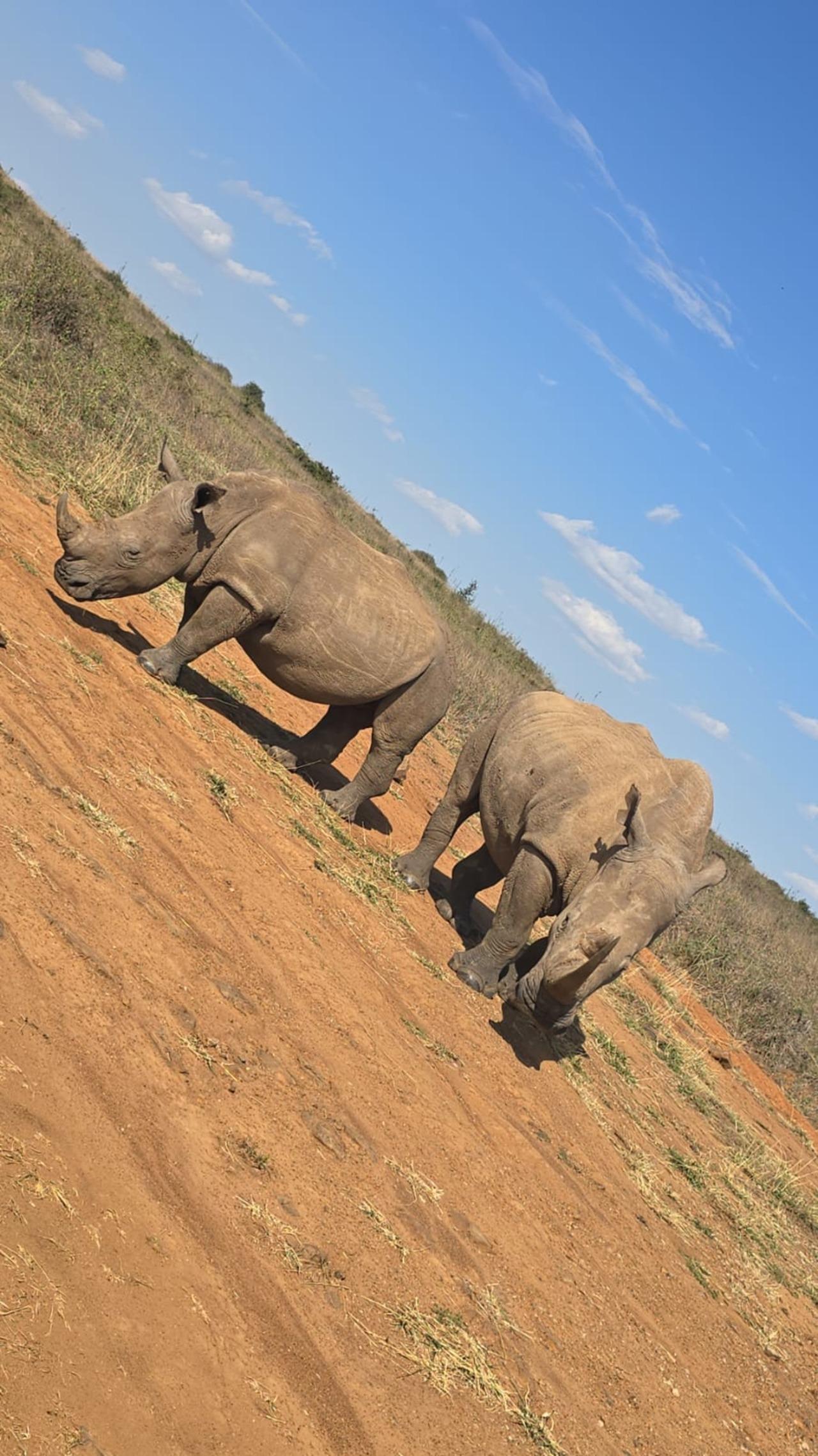Nairobi National Park Half-Day Wildlife Safari