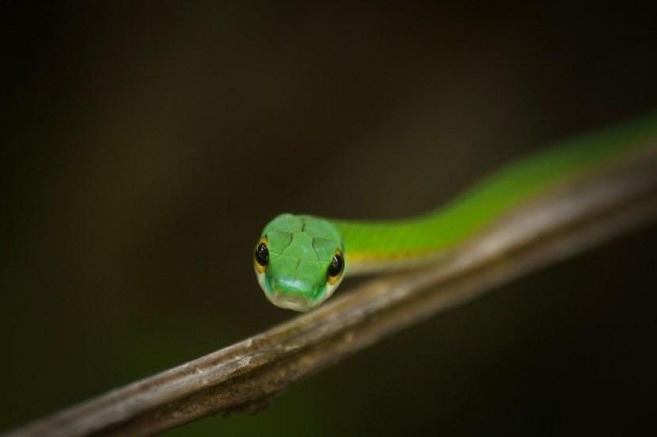 Manuel Antonio National Park: Expert-Guided Wildlife Hike