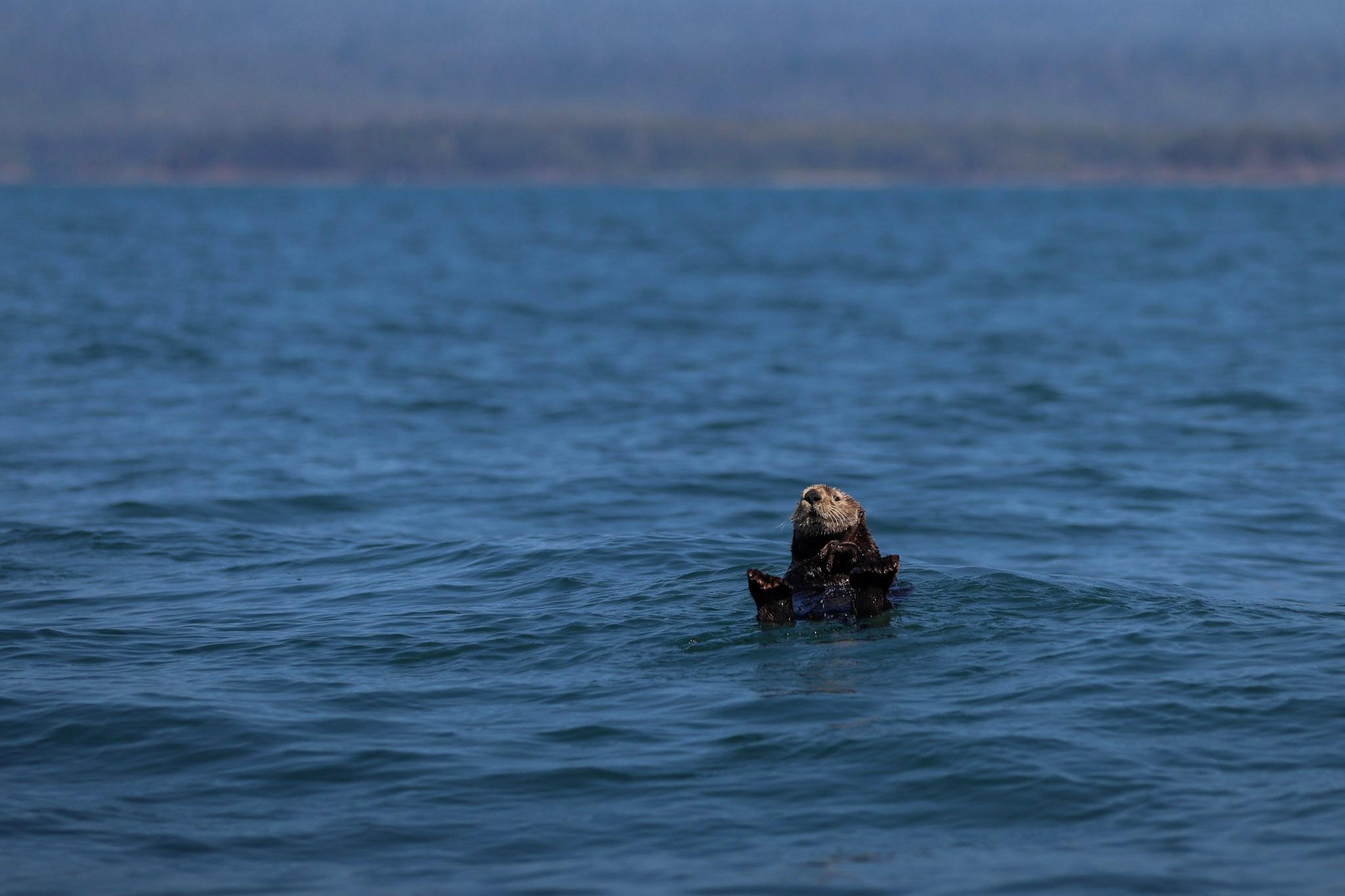 Vancouver whale watching tour — orcas and marine wildlife in the Salish Sea — image 5