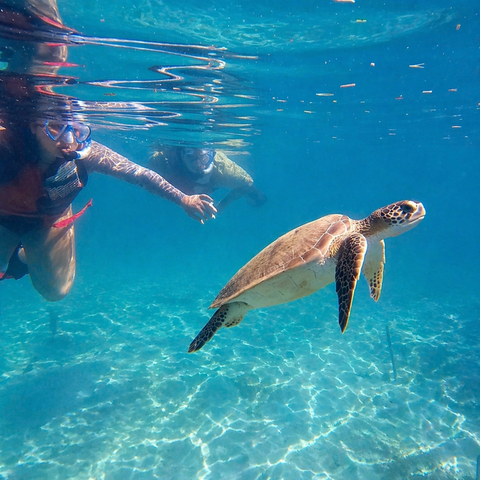 San Juan Shore Snorkeling with Turtles & Free Videos