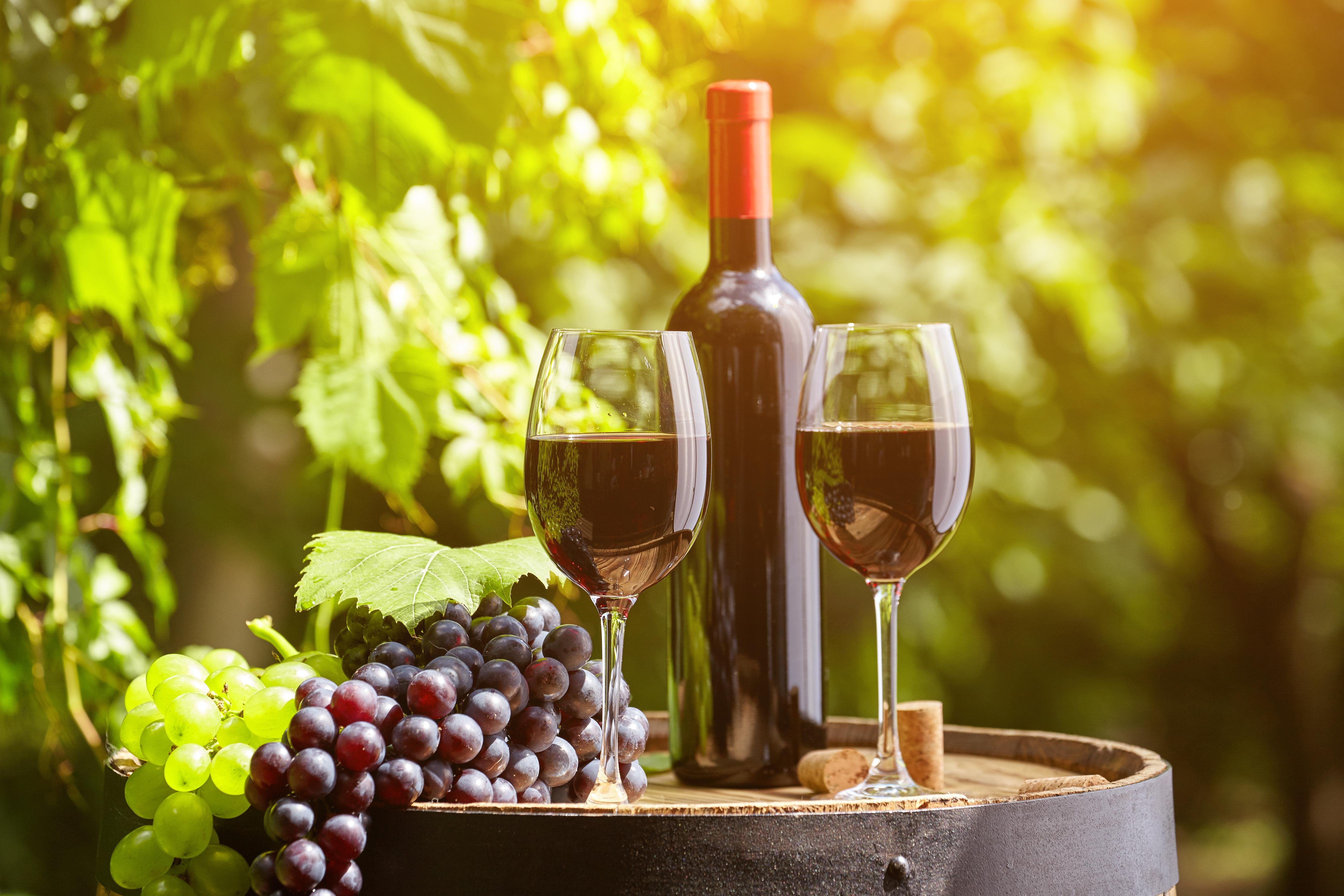 Chianti Wine Tasting & Vineyard Tour from Livorno