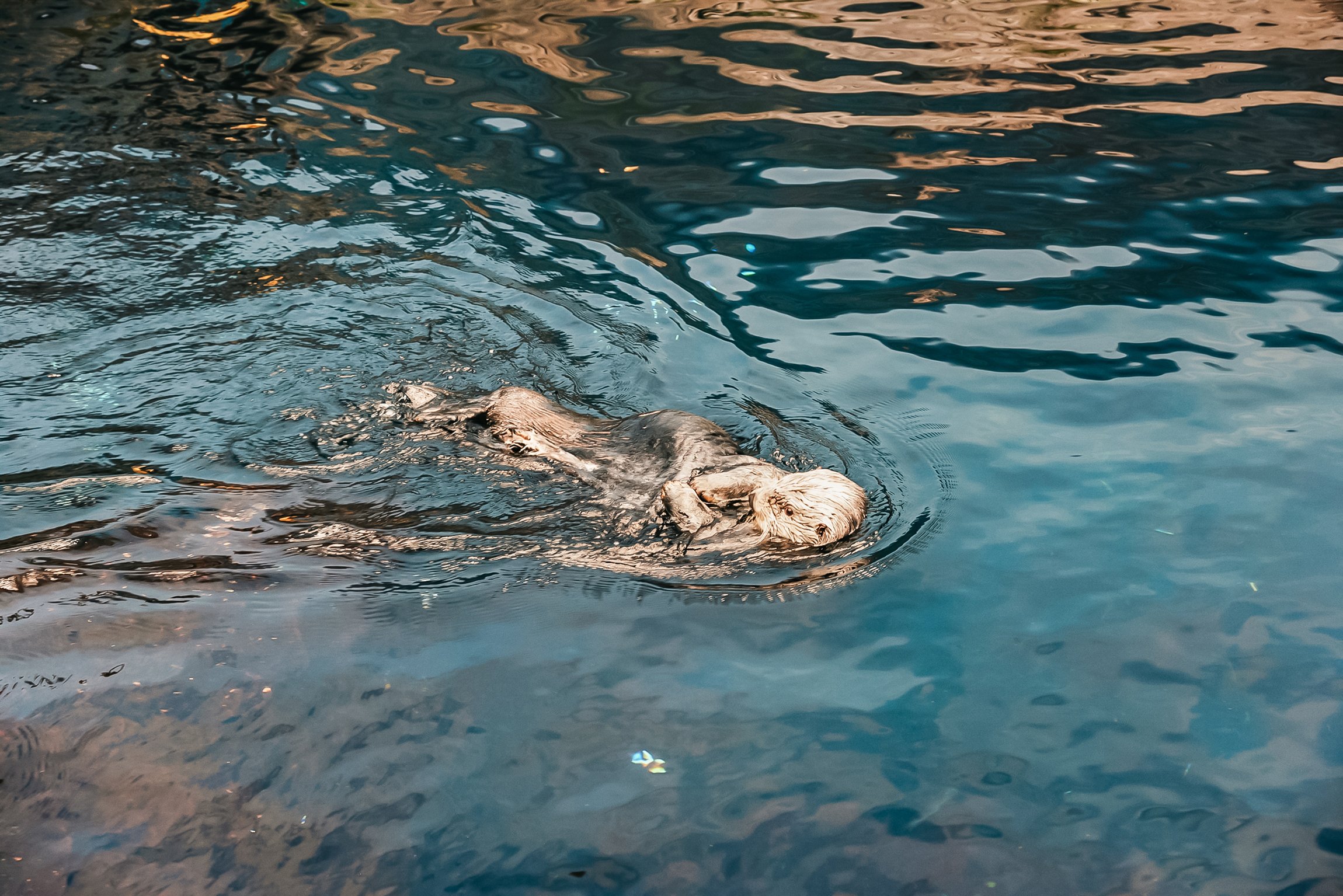 Lisbon Oceanarium: General Admission Ticket