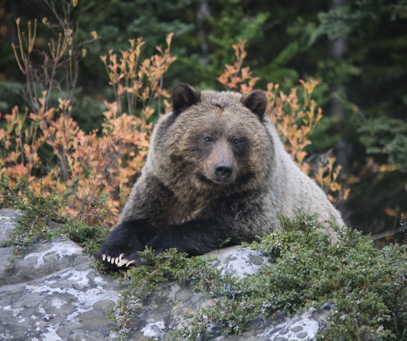 Banff Wildlife & Highlights Small Group Tour